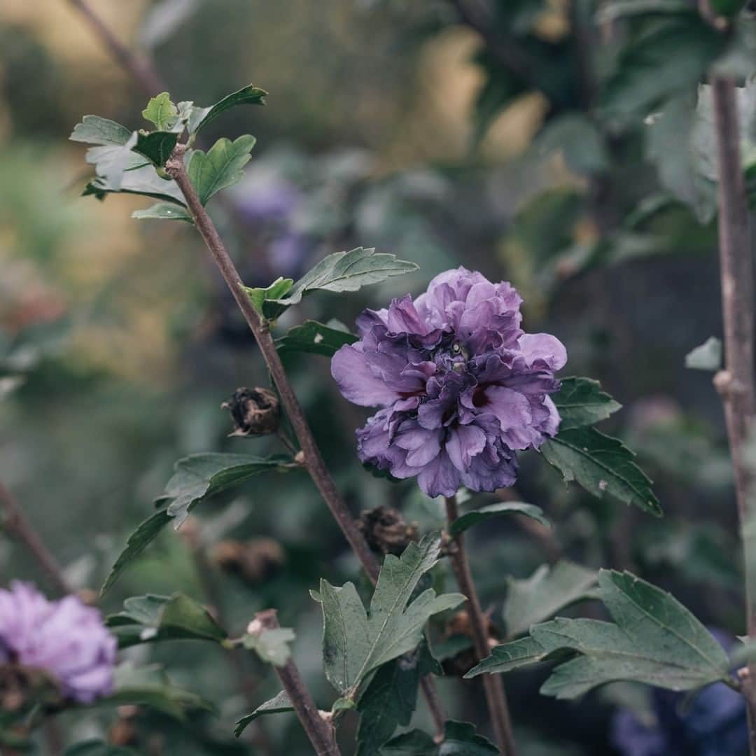 ヒラハルのグルメインスタ