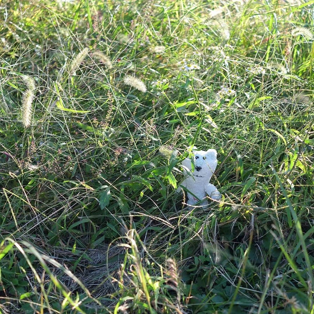 合田経郎のインスタグラム：「くさぼうぼうの秋散歩。 #あおしろう」