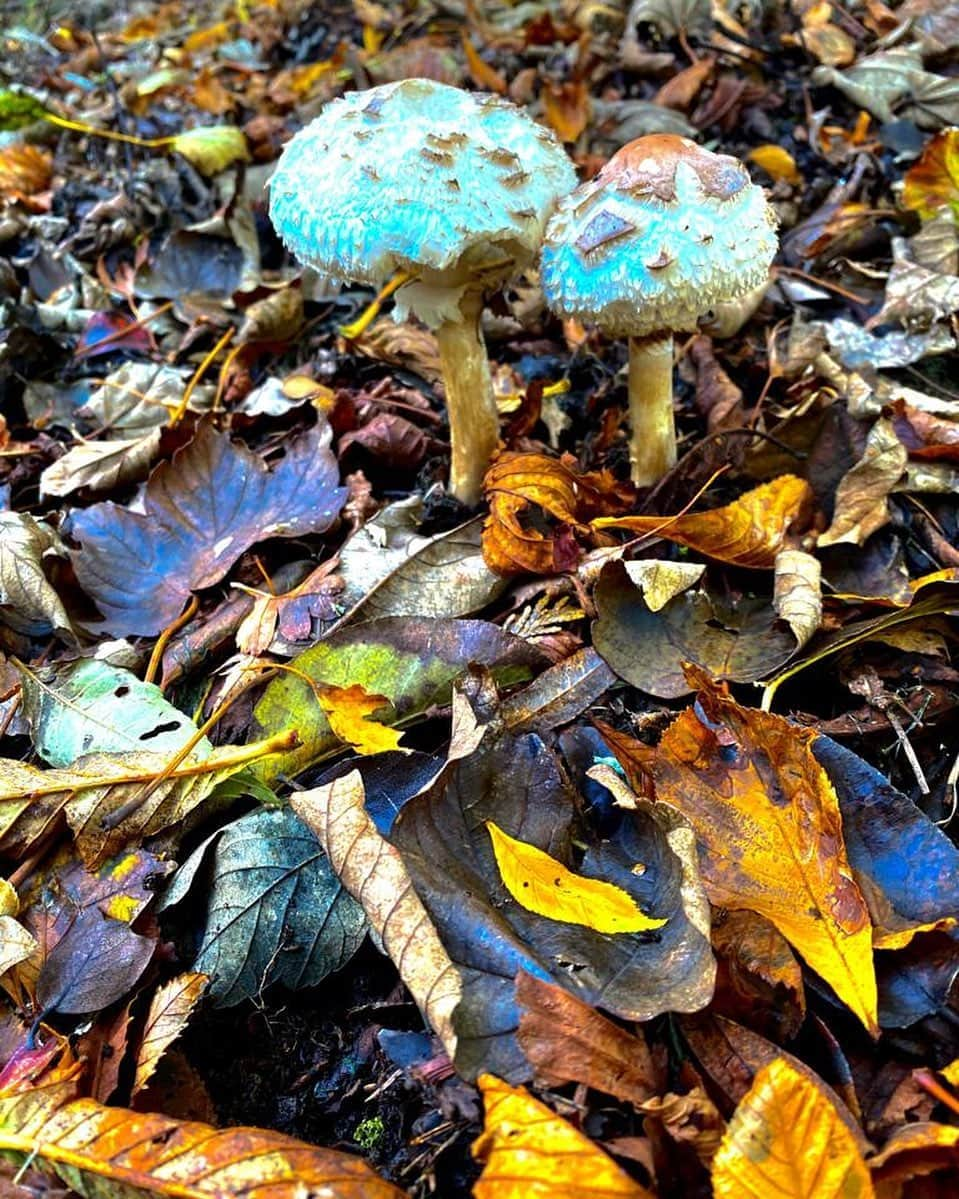 ValGarlandさんのインスタグラム写真 - (ValGarlandInstagram)「Sunday Shrooming  #InTheGardenWithVal #ShroomSunday #Shrooms #GardenLife」10月25日 21時35分 - thevalgarland