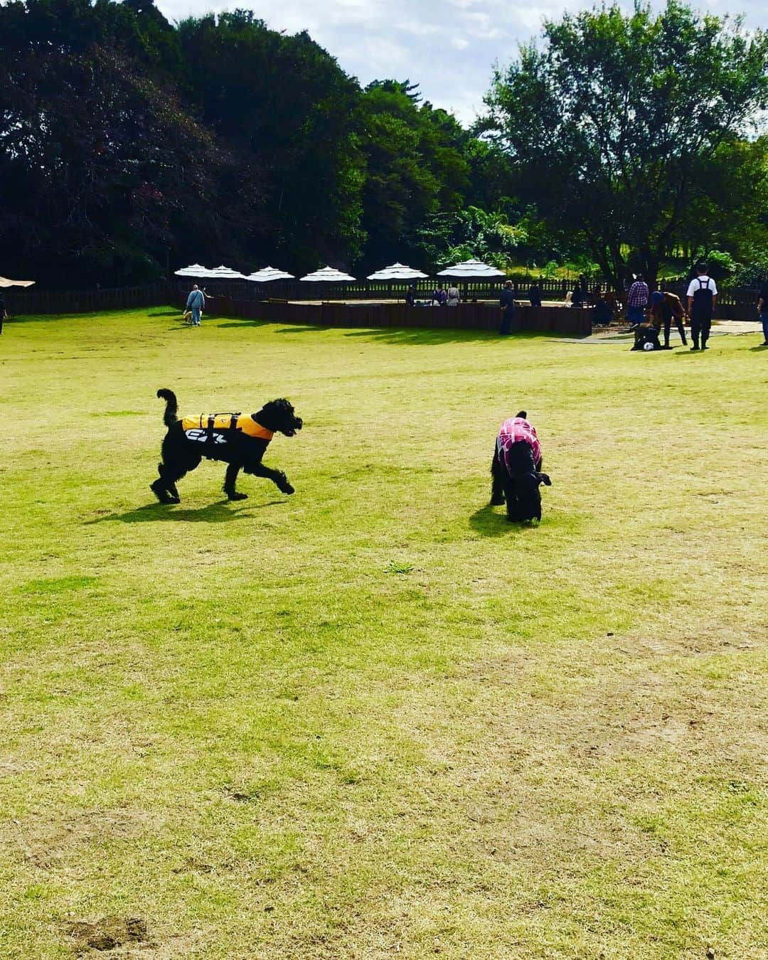 しなしさとこさんのインスタグラム写真 - (しなしさとこInstagram)「. . ジャイアント集会10月① さくらお嬢だいぶ積極的に 遊べるようになりました🌸🐕  カウボーイ犬を追いかけ回し、 大好きな引っ張りっこ。 楽しい水辺でピッチョン👙 . .  #しなしさとこ #satokoshinashi #格闘技 #女子格闘技 #ジョシカク#黒シュナ #giantschnauzer #ジャイアントシュナウザー #シュナウザー #schnauzerworld #1歳犬 #シュナスタグラム #犬プール #ドッグラン #ドッグランプール #ドッグカフェ#大型犬のいる生活 #大型犬のいる生活」10月25日 21時44分 - shinashisatoko