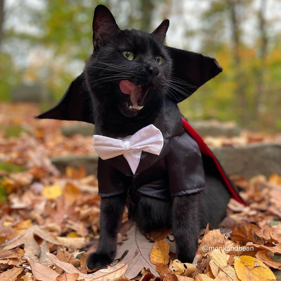 セルジオさんのインスタグラム写真 - (セルジオInstagram)「Out here snacking on souls like..#tasteslikechicken 👻🍗#sweetbean 🧛🏿‍♂️ Swipe —> . . #welcometothedarkside #blackcatsrock #vampirecat #halloweencat #halloweenkitty #octobervibes #halloween2020 #halloweencountdown #petco #catstercats #meowed #buzzfeedscats #9gagcute #thedodo #catsofinstagram #catsofig #catsofinsta #igcats #igkitty #blackcatsofinstagram #ellenratemycat #catslife #myfurbaby #catsincostumes #boopthesnoot #spookyseason #dracula #catexplorer」10月25日 22時08分 - monkandbean