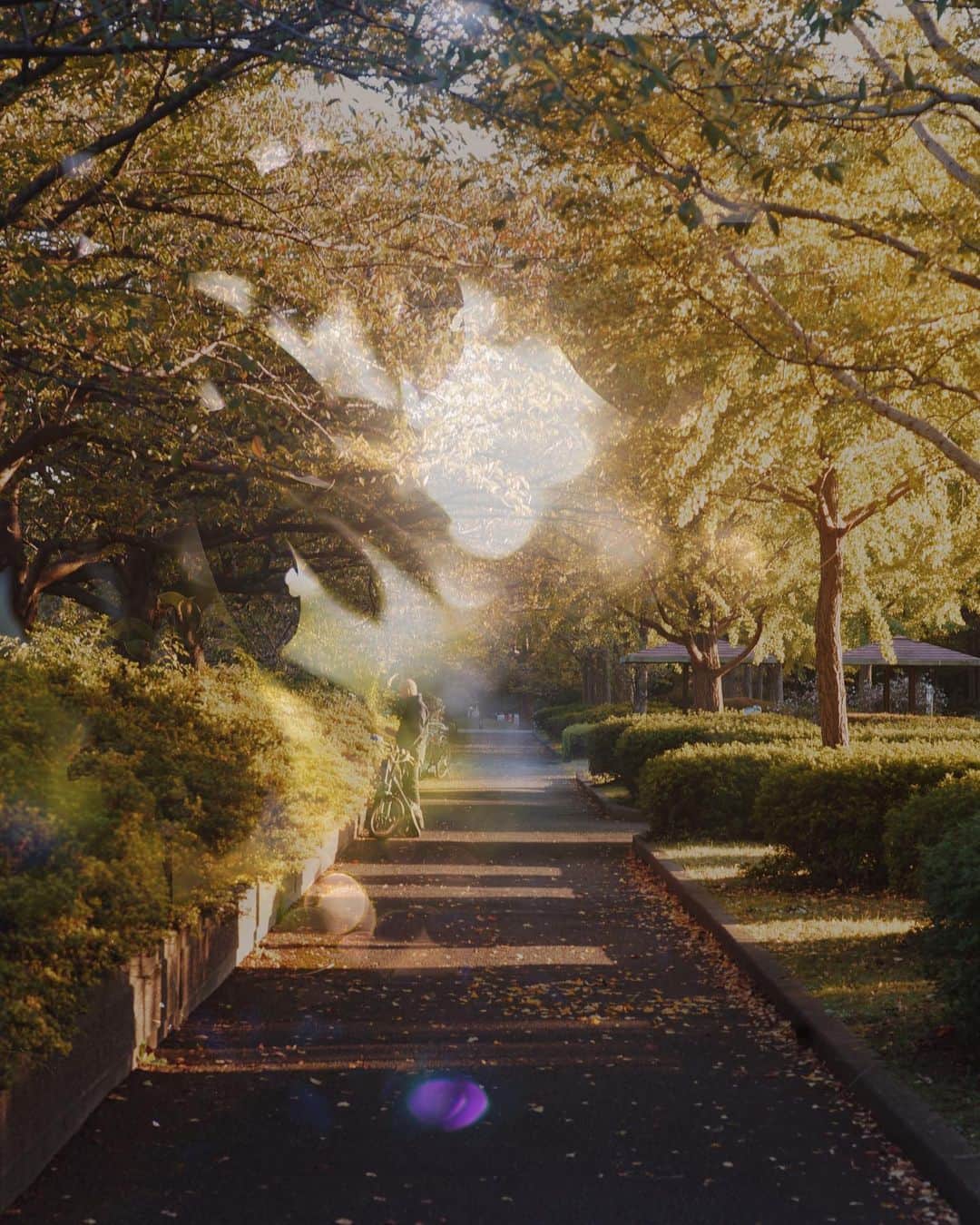 ima_ju / Jun Iのインスタグラム：「: : Promenade before Red Autumn : : Lens Filter #OPF650L by @tokyo_grapher : : ::」