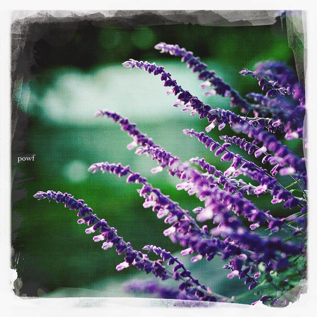 anemone_69のインスタグラム：「. #amethystsage #アメジストセージ . #DreamCanvas_powf . . .」