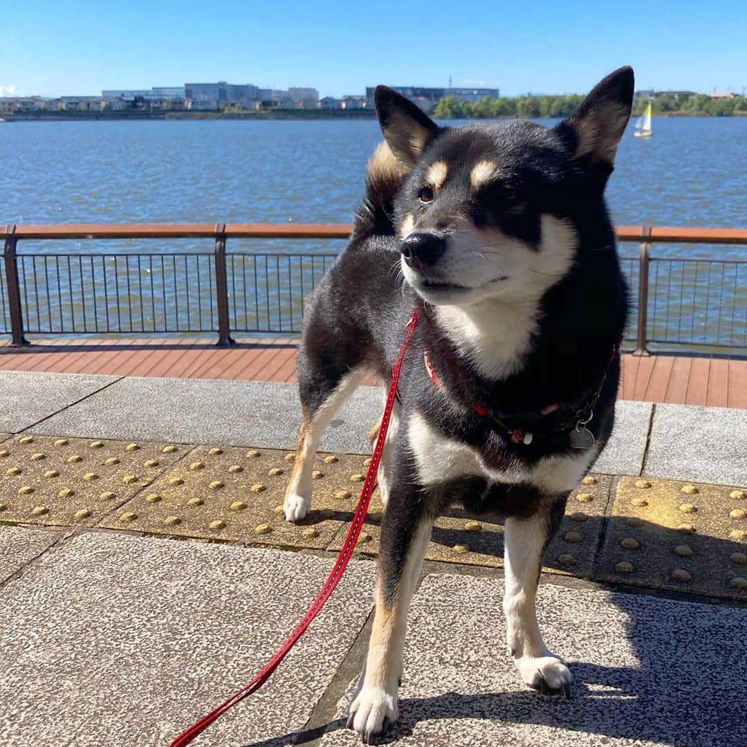 vo_coのインスタグラム：「☀️ 週末になると天気悪くなってたけど、今週は久しぶりに土日とも快晴！ こたつさんも久しぶりに実家近くの公園で気持ちよく歩いてきました 5月くらいと今くらいが気候的に一番好きだなー * #shibastagram #instashiba #shiba #shibainu #黒柴 #柴犬」