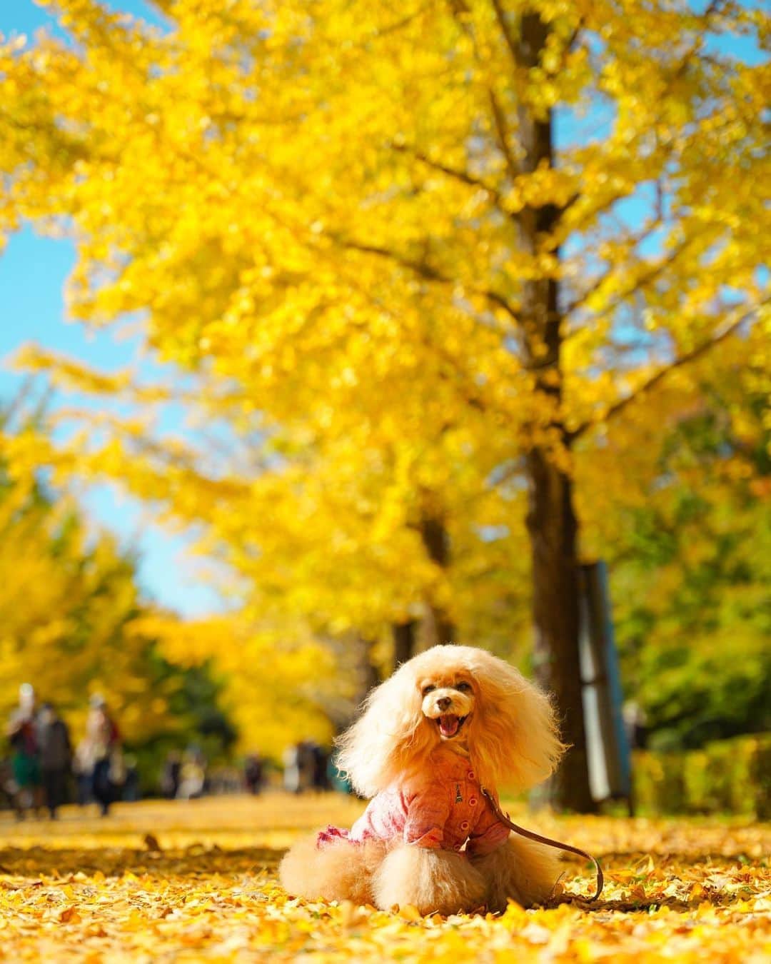 Toypoodle Mikuru?Asakusa Tokyoのインスタグラム：「20201025 Sunday. 📍秩父ミューズパーク . 天気良し❗️ カメラ良し❗️ レンズ良し❗️ ロケーション良し‼️ 残念ながらカメラマンポンコツ💩 . 今季初のイチョウ撮影は みくると私の戦いでした🤯 . あーもう私無理😫 . #秩父ミューズパーク #銀杏並木 #sigma2470mmf28art」