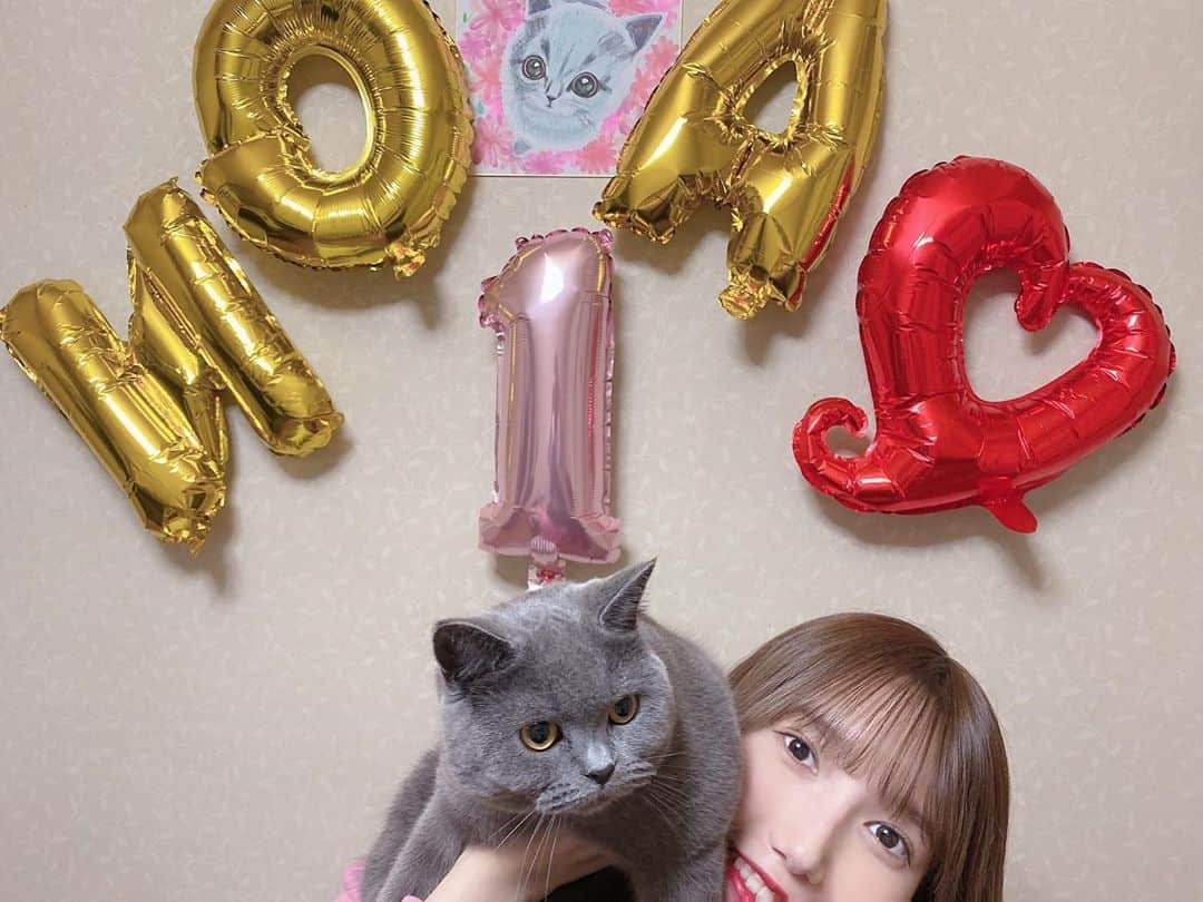 田中菜津美さんのインスタグラム写真 - (田中菜津美Instagram)「10月24日に ノアちゃん1歳になりました✨💕 . この間まで赤ちゃんだったのにあっという間です…😭 . かわいいので沢山載せさせてください💦笑 . #猫 #猫のいる暮らし #猫好きさんと繋がりたい  #ネコスタグラム #ブリティッシュ #ブリティッシュショートヘア #ブリショー」10月25日 22時56分 - natsumitanaka_0810