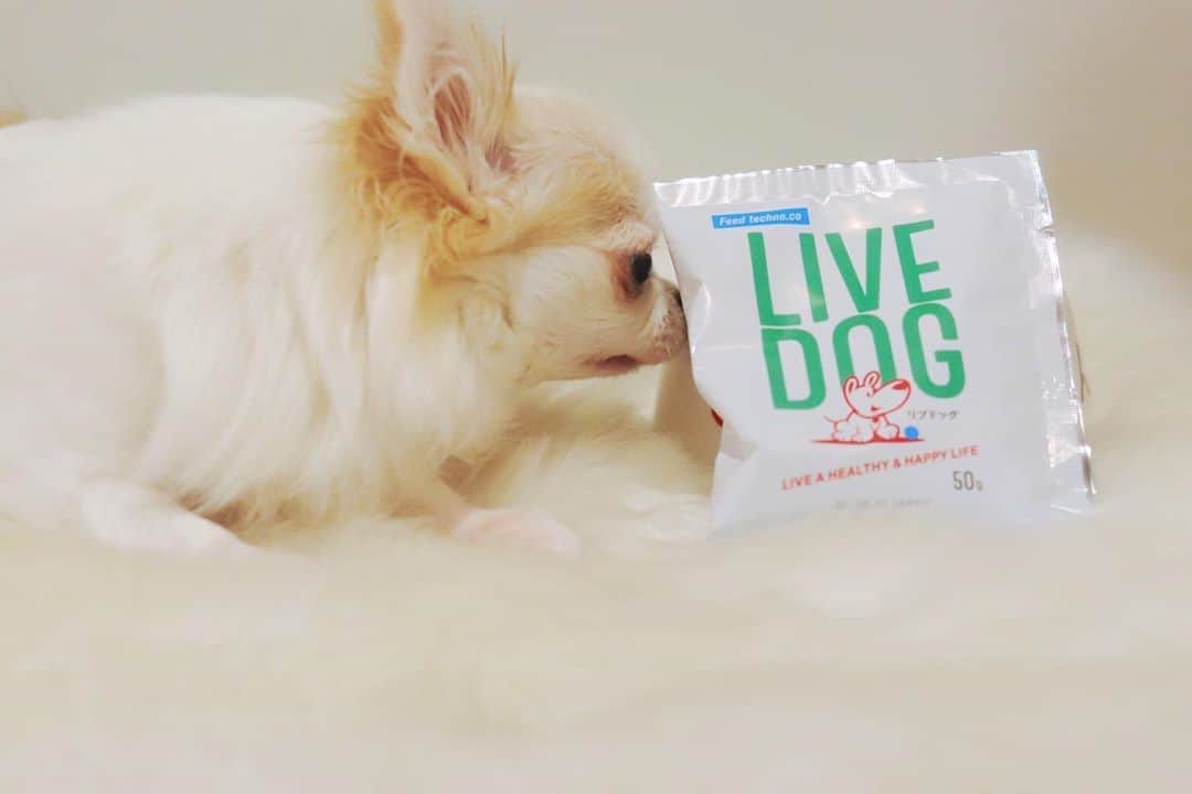 tetoyanyanさんのインスタグラム写真 - (tetoyanyanInstagram)「本日のテトやんのディナー🍽は﻿ ﻿ @livedog_love  ﻿ ﻿ さんのドッグフードでした😄﻿ ﻿ ﻿ ﻿ テトやんも舌舐めずりする美味しさです♡﻿ ﻿ ﻿ ﻿ 今﻿ #わんこの食べっぷり グランプリを開催中❣️﻿ ﻿ ﻿ ステキなプレゼント🎁があるそうな😳﻿ ﻿ ﻿ 当たるといいなぁ😂﻿ ﻿ ﻿ ﻿ ﻿ ﻿ テトや〜ん♡﻿ ﻿ ﻿ いつもありがとう☺️﻿ ﻿ ﻿ ﻿ #dogs#instdog#dog#dogstagram#instapet#petstagram#petoftheday#mydog#instachihuahua#chihuahuaofinstagram#chihuahualove#chihuahualover#chihuahua#chihuahuas#チワワ#多頭飼い#ロングコートチワワ#チワワ部#ig_dogphoto#petoftoday﻿ #todayswanko#west_dog_japan#今日のテトやん#Todaysteto#dogstagram_japan_kansai#わんこの食べっぷり#livedog_love」10月25日 23時12分 - tetoyanyan