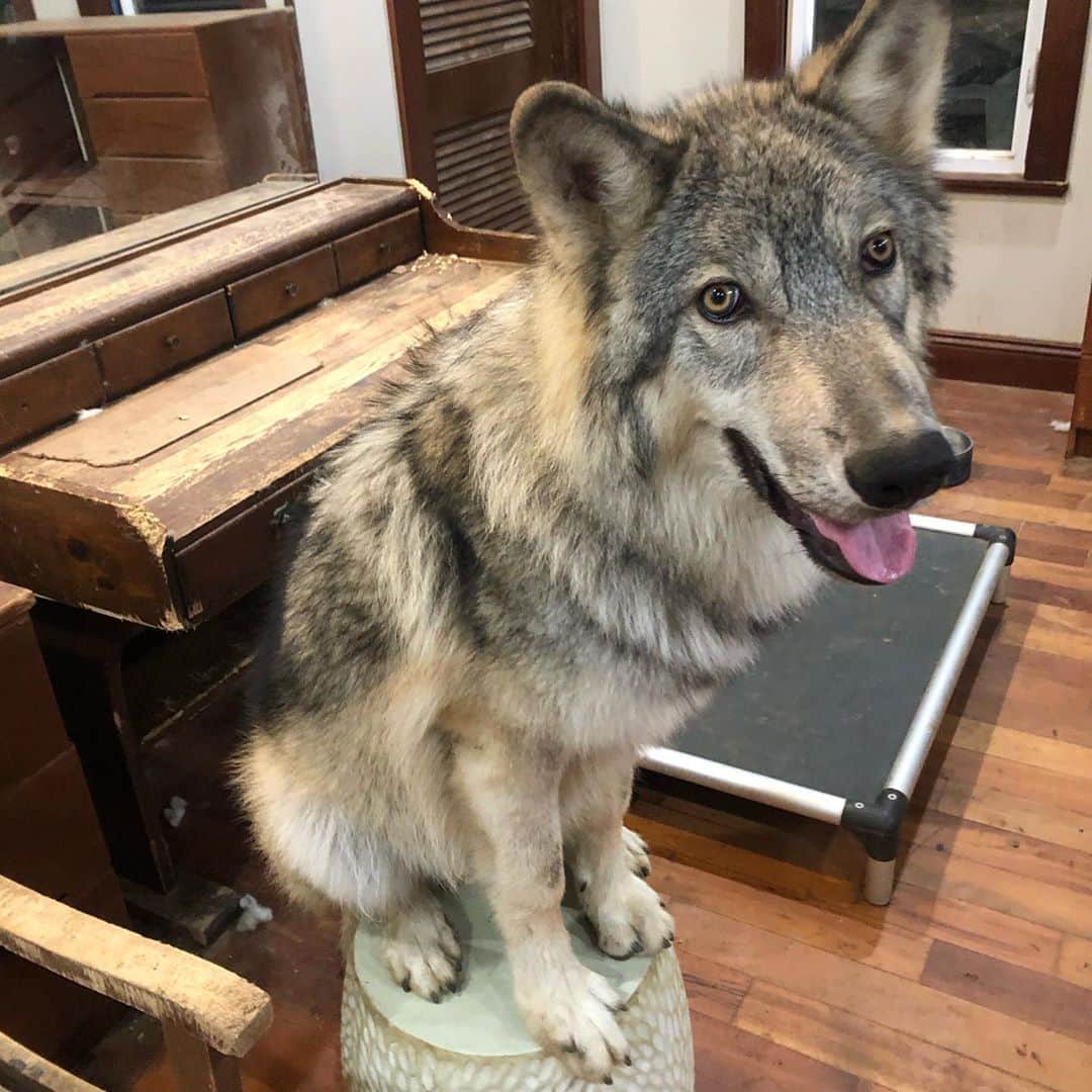 Rylaiさんのインスタグラム写真 - (RylaiInstagram)「Growing up Lucan: 8 weeks to 6 months.  Lucan’s love of his stool started early. We used it during his training sessions and he soon used it to crack us up!! We would ask him to put his feet on it and he wouldn’t disappoint with doing something unexpected and super silly!!  . Even at 6 1/2 months and over 80lbs, he will go over to it and stand there with his feet on it during our training sessions. Well, last night, he decided to get all four of his huge paws on it and just sit!!! He stayed up there long enough for me to grab my phone from across the room and take some photos... he couldn’t have been happier!!  . Lucan is turning into such a beautiful and amazing Ambassador for the center. He remains very friendly and happy to meet every new person.  He is absolutely stunning and ever so “slightly” goofy 🤣😂..... okay, he is a lot goofy.  . Lucan is such an excellent Ambassador due to genetics and a lot of nurture. It takes a lot of skilled training and time with him to temper some of his very strong instincts and allow his inner wolf to still shine. I can assure you to those wanting a wolf or wolf/dog, that these guys need to be with very experienced and skilled people who truly can understand and handle the temperament of whatever they get in that animal. We are fortunate that Lucan also has some@amazing genetics that seem to contain the right doggie/wolf DNA to give us an Ambassador we can use for our educational programs.  There is a lot of responsibility with giving an animal like Lucan the right environment, support, enrichment and love to assist in being as amazing as he is!!  . Thank you to his trainers: Co-Founder David Bassett and Animal Care Curator and live in Manager, Melissa Beeson. . . . . #lucan #wolfdog #wolves #wolf #wolfpack #genetics #nature #nurture #dogtraining #trainingawolf #growinguplucan #wolfpack #animal #exotic #volunteer #rescue #education #conservation #trust #discipline #goofy #funny #sandiego #southernutah #jabcecc #wolfoftheweek #wolfofinstagram #doglovers #dogsofinsta」10月25日 23時16分 - jabcecc