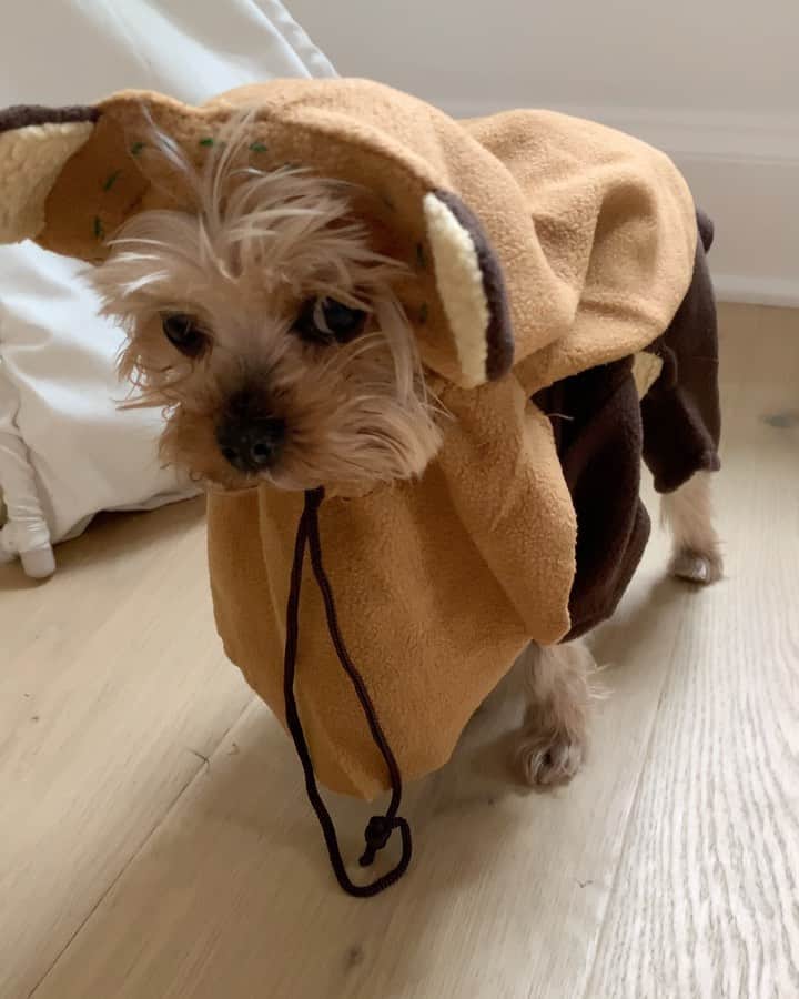 ベス・ベアーズのインスタグラム：「Betty isn't thrilled with potential Halloween costume #1. This lasted about 30 seconds before she made me take it off. And yes, I snort when I laugh really hard. Happy Sunday y'all!」