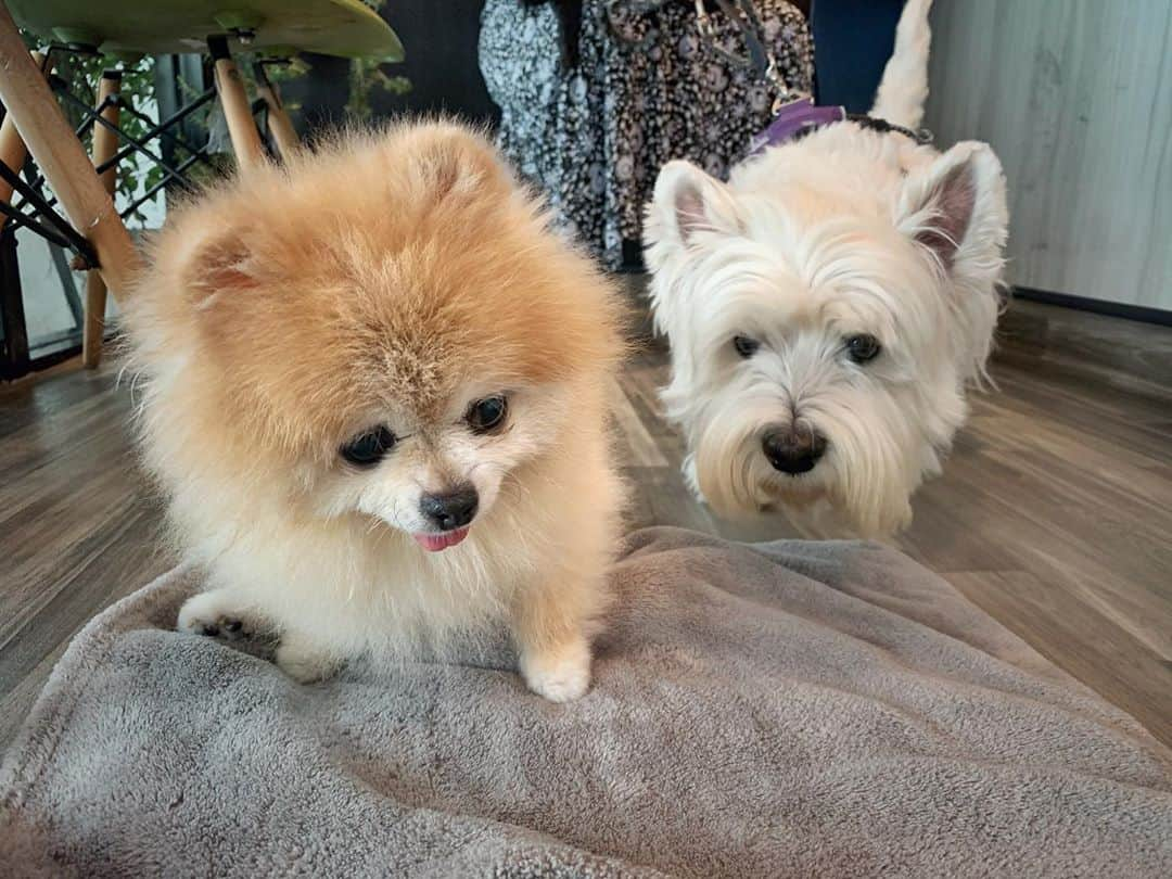 Ella Chuffyのインスタグラム：「Meet new fluffy friend today ☁️🤍 she reminds me of you @brittany_pang . . . . . . . . . . #ellachuffy #pet #petstagram #pomeranianpage #dog_features #pomeraniansofinstagram #dogsofinstaworld #stayhome #cutedogs #pomeranian_lovers #pomeranianlife #pomeranianworld #teddybeardog #pomeranian #dogsofinstaworld #aplacetolovedogs #dogoftheday #justpomeranians #fluffypack #dogoftheday #anmlsposts #thedailypompom #picoftheday #iflmdog #犬 #小狗狗」