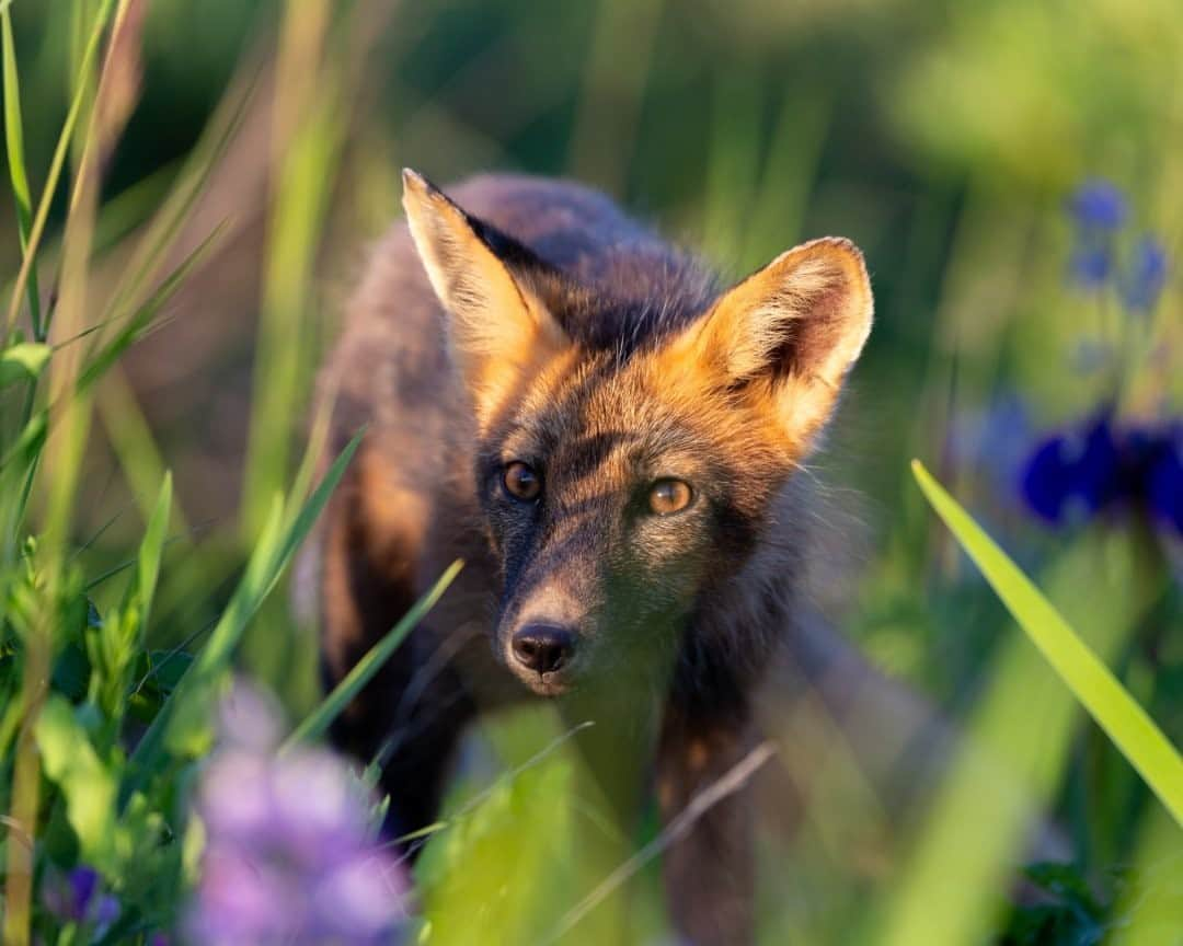 ナショナルジオグラフィックさんのインスタグラム写真 - (ナショナルジオグラフィックInstagram)「Photo by @acacia.johnson / A curious red fox approaches through a field of wild iris in Alaska's Katmai National Park and Preserve. The magic of encounters like these is just one reminder of why preserving wild ecosystems for future generations is so important. Follow me at @acacia.johnson for more about conservation in Alaska and around the world. #alaska #fox #katmainationalpark」10月25日 23時37分 - natgeo