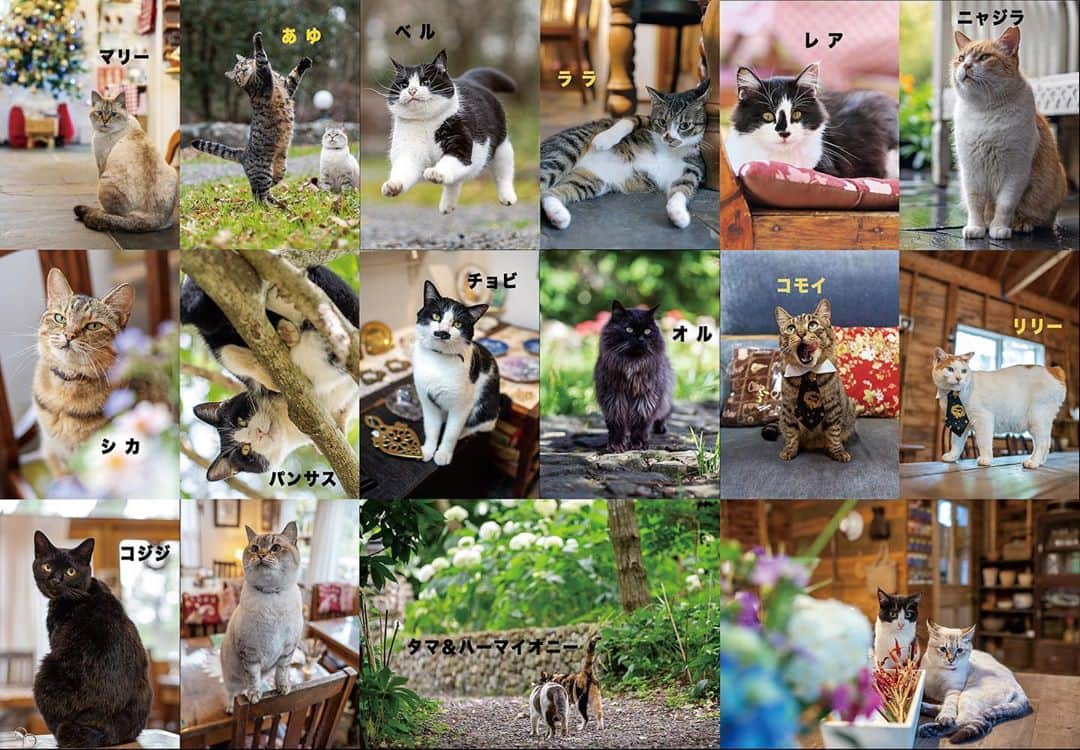 プンクマさんのインスタグラム写真 - (プンクマInstagram)「来年のカレンダーをドリプレローズガーデンに納品してきました。 今回からカレンダーの裏面に、それぞの猫たちの写真を印刷しました。特にマリー&ベル親子にアユちゃんはドリプレに来た時の小さい頃の写真ですよ。 今日からドリプレローズガーデンのキャットルームで販売しております。お越しの際はみてね。 #ドリプレローズガーデン #薔薇の森の猫達 #ガーデンパトロール隊 #猫 #ねこ #cat #neko #catstagram #catsofinstagram」10月25日 23時43分 - pnkm913
