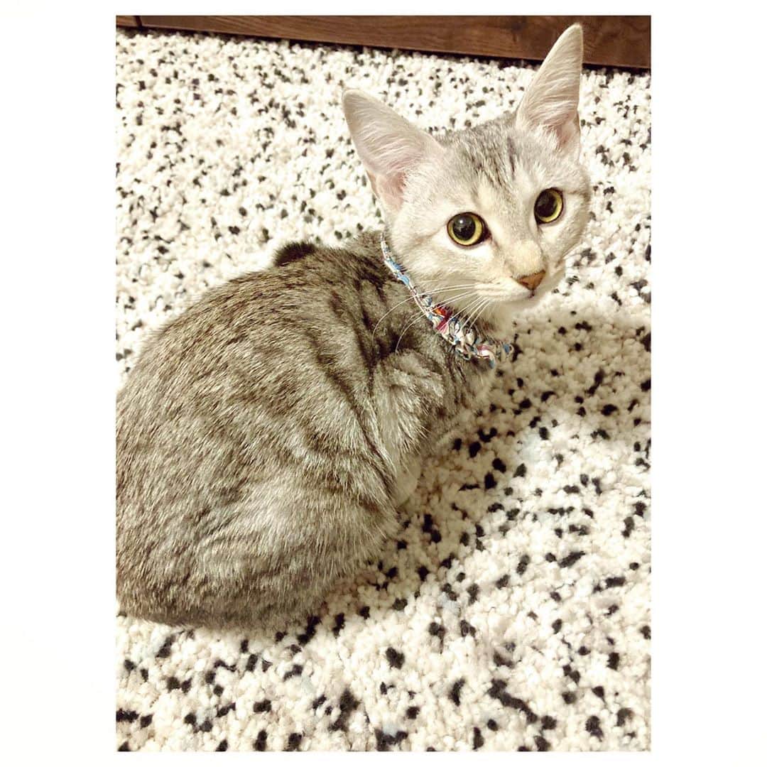 キタキマユのインスタグラム：「我が家に新しい家族を迎えることになりました🌈✨✨✨  みなさんはじめまして🌸✨ 私の名前は “しずく” です🐈💖  夏から保護猫カフェに計8回通い🐱 みんな本当にいい子ばかりで、それはそれは、バチェラーのようにそれぞれの魅力に大きく心揺さぶられながらも、この度、しずくを家族として迎えることとなりました✨🌸✨  現在、トライアル期間🙆‍♀️💕  1日目は環境の変化への不安と混乱で、朝までニャーニャー夜鳴き😵✨  2日目、もはやビョーンと伸び放題で（笑）お水もたくさん飲めました☺️🌸  3日目、カリカリもたくさん食べて、見事なジャンプでたくさんお遊び🐈💕  4日目、ちゃんといい子でお留守番も出来て、一人遊びも覚えました🥰  5日目、お家の中も完璧に覚え、初日の緊張はなんだったんだというくらい、もう体を伸びに伸ばして自由に探索して過ごしています😂💕  大人しそうに見えて、実はとても好奇心旺盛で芯の強いしずく。 一日一日の、目覚ましい成長ぶりに毎日とても感動しております☺️💖  この調子で、無事にトライアルが終わりますように…✨🤲✨  どうぞ、よろしくお願い致します🥰💕  #しずく  #カフェにいる時の名前は音ちゃん #5カ月  #ねこのいる生活  #保護猫 #毎日新惑星の探検 🪐✨ #お膝っこ  #一日一日の出来る事の成長がものすごい #いいこだねぇ🐈  by岩合さん #しずくこれからよろしくね ☺️💕 #catlife  #kitakimayu #キタキマユ」