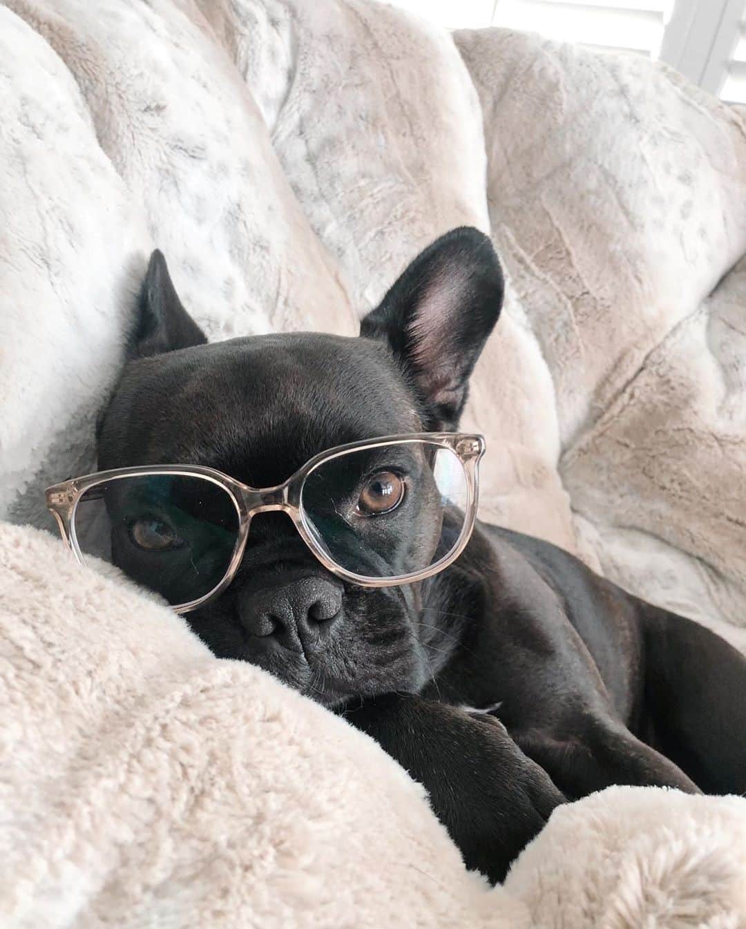 Warby Parkerのインスタグラム：「Who else spends Sunday on the couch? 🛋😴 (📸 by @my.boy.brady via @warbybarker).」