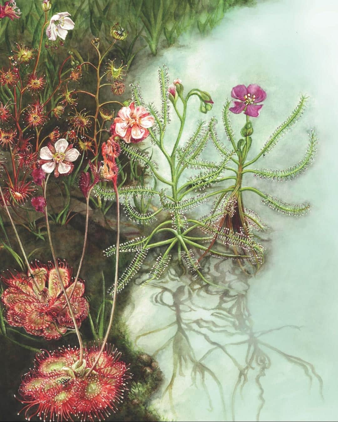 TED Talksのインスタグラム：「This 👩‍🎨 🎨  is for 👩‍🔬 🧪 ! Even though today’s cameras are able to document the fine details of plants and trees, science still needs other art forms to inspire us and provide a complete perspective. For example, botanical artist Nirupa Rao can capture a towering, 140-foot-tall tree in a single watercolor painting, something a camera just can't do. Besides aiming for scientific precision in her work, she wants to showcase the quirks and characteristics of her non-human but very much alive subjects. “A lot of people just tend to see plants as background scenery, assuming that their immobility makes them uninteresting,” says Rao. “And I couldn't help but wonder: What if I could tell their stories, showcase their complexity? Perhaps we'd all start to think of plants a little differently.” This watercolor illustrates the strange sundews of India's Western Ghats — one of the most biodiverse regions on the planet — as they lure insects using the sweet and sticky glands on their leaves. Visit the link in our bio to see some of the wondrous plants she's encountered and how she’s using art to help people reconnect with nature. ⁠ ⁠ [Image: @niruparao]⁠」