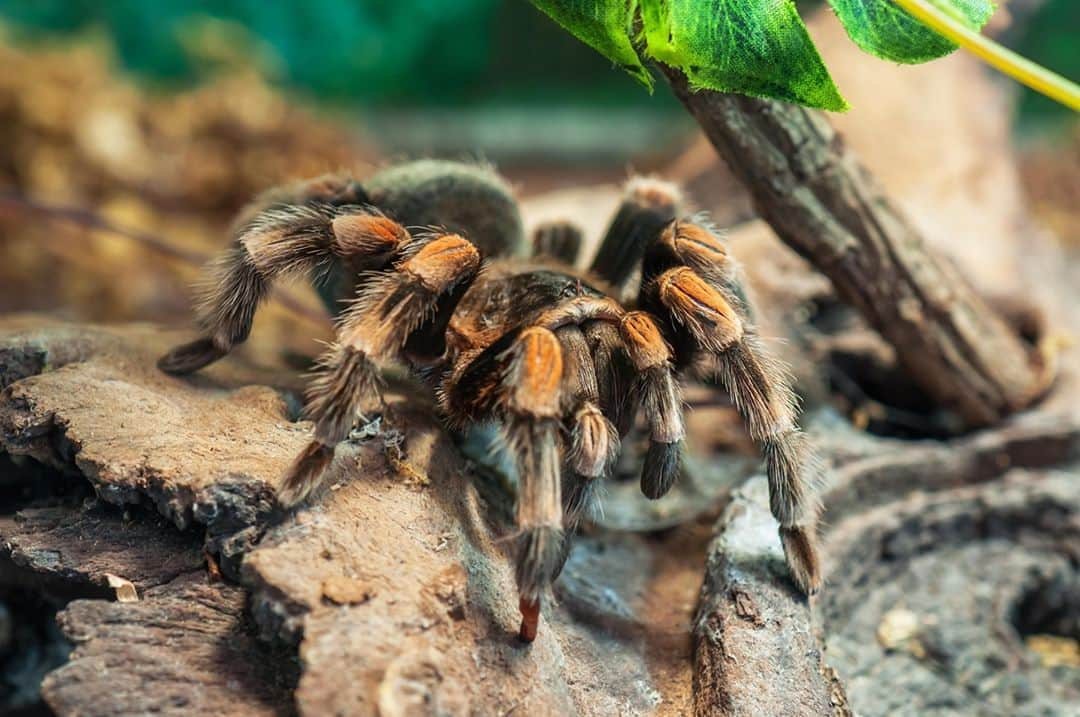 アニマルプラネットさんのインスタグラム写真 - (アニマルプラネットInstagram)「Tarantulas may be big and hairy, but that doesn't mean they're scary! Tarantulas are known to be docile when it comes to encountering humans, with some even keeping tarantulas as pets. Let us know if you have one!  . . . . . #tarantula #tarantulas #spider #spiders #halloween #halloweenanimals #arachnids #legs #bugs #animalplanet #photooftheday #pictureoftheday」10月26日 0時01分 - animalplanet