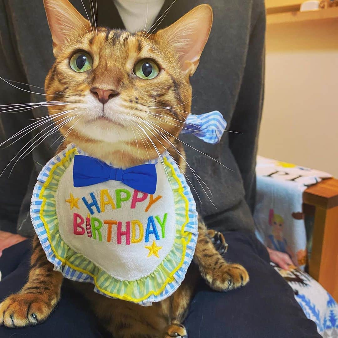 にゃんたまハウスさんのインスタグラム写真 - (にゃんたまハウスInstagram)「テト3歳🎂 ℋᵅᵖᵖᵞℬⁱʳᵗᑋᵈᵃᵞ◡̈*❤︎ これからも元気に幸せに過ごしてね💙 #テト #誕生日 #happybirthday #にゃんたまhouse #ベンガル猫 #3歳誕生日」10月26日 0時03分 - tamaki0916