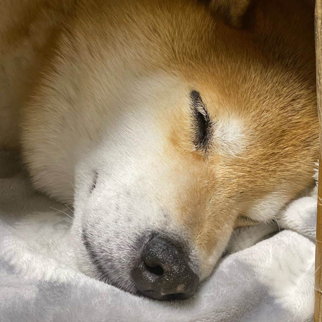 まる（まるたろう）さんのインスタグラム写真 - (まる（まるたろう）Instagram)「Good night!✨🐶💤✨もう明日から10月も最終週だよ〜 #あっちゅうまやな #でもでもでも #月末はお楽しみがあるからね🤤 #みんなもう少しだからね #その前に寝るか #しっかりと」10月26日 0時11分 - marutaro