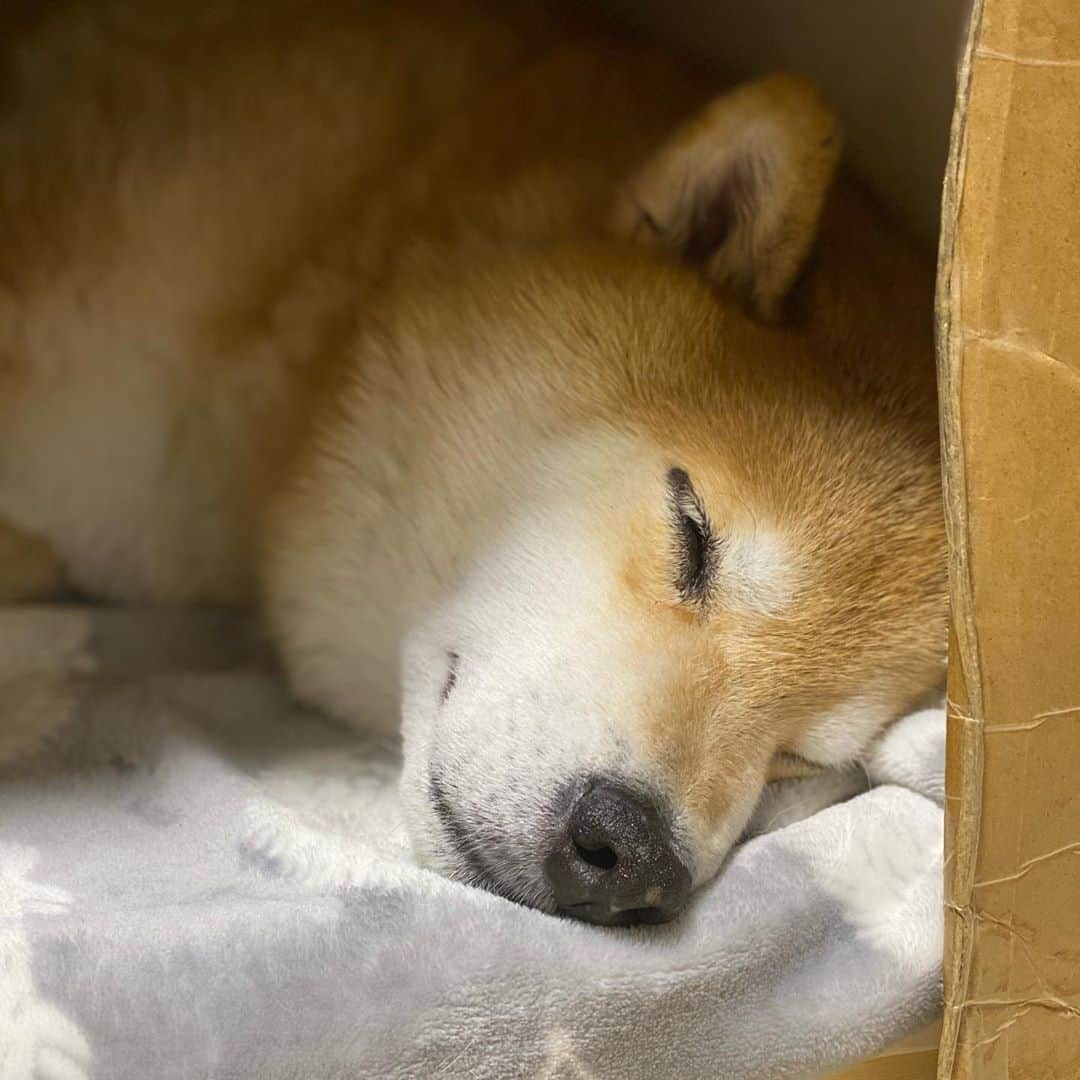 まる（まるたろう）さんのインスタグラム写真 - (まる（まるたろう）Instagram)「Good night!✨🐶💤✨もう明日から10月も最終週だよ〜 #あっちゅうまやな #でもでもでも #月末はお楽しみがあるからね🤤 #みんなもう少しだからね #その前に寝るか #しっかりと」10月26日 0時11分 - marutaro