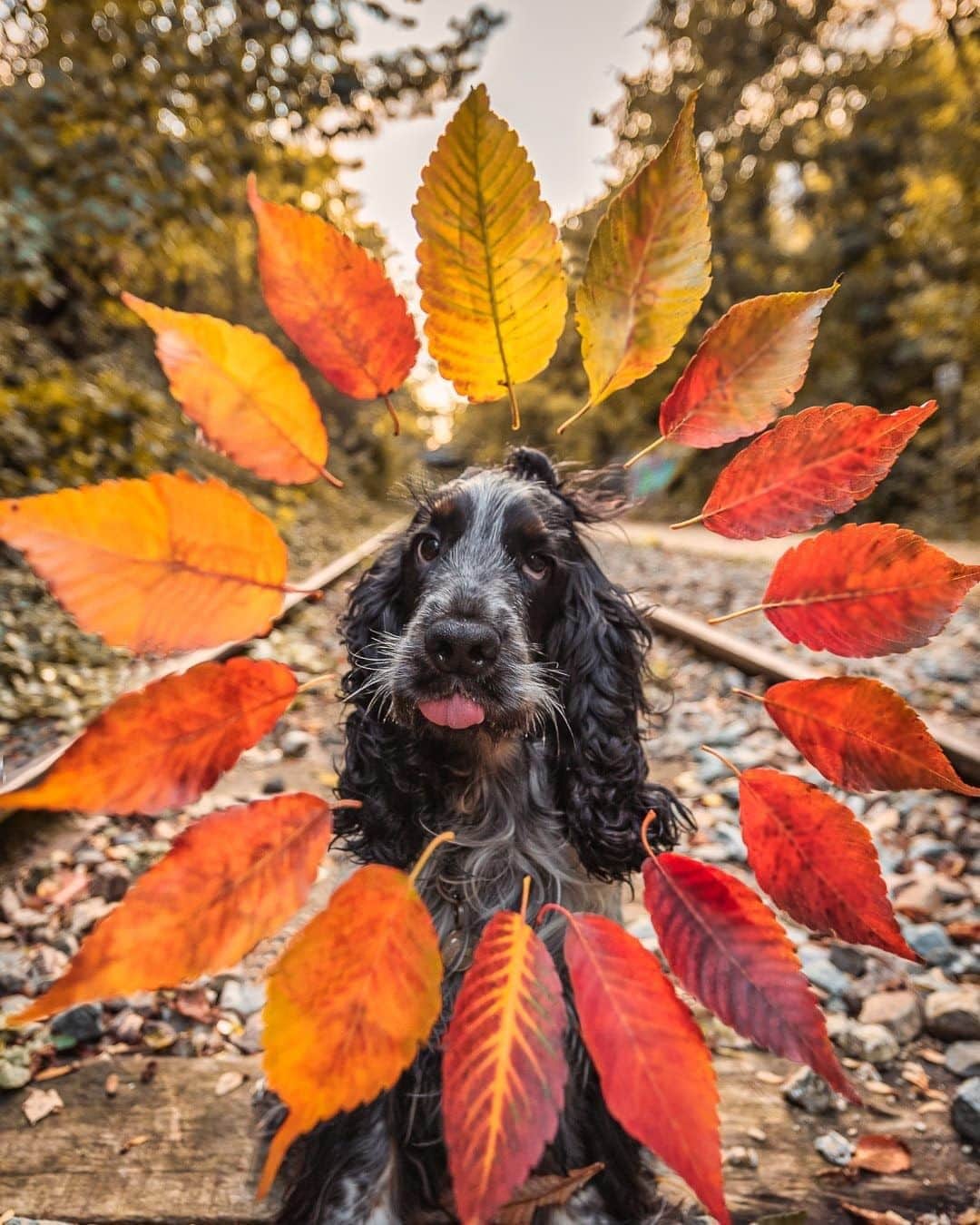 8crapさんのインスタグラム写真 - (8crapInstagram)「Loading…🍂🍂🍂 - Want to get featured like him? Join “The Barked Club” on FACEBOOK and post something now! 👉 barked.com - 📷 @narcos_cockerspaniel - #TheBarkedClub #barked #dog #doggo #EnglishCocker #CockerSpaniel」10月26日 1時00分 - barked