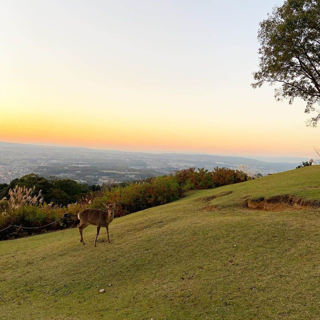 鈴木絢子さんのインスタグラム写真 - (鈴木絢子Instagram)「・ ・ 【若草山の夕焼け🦌】 週末は関西🏎  犬連れで若狭山へ。 ・ ちょうど夕方の絶景タイムで、 韓国の方のカップルがウエディングフォト撮影中でした！ ・ 🦌×💍 まさにツノジュエリーの世界観がここに。。🥰 ・ 夕焼け空のグラデーションが最高に綺麗で🌟 完全復活リフレッシュできました🤗✨  ・ ・ ・ #犬連れ関西 #リフレッシュ休暇 #週末関西 #山ドライブ #若草山 #夕焼け #夕日 #ウエディングフォト #婚約指輪 #ツノジュエリー #親子犬 #犬バカ部 #絶景 #オレンジ #光 #鹿 #nara #orange #🦌 #🌇 #⛰」10月26日 1時04分 - ayako_suzuki810