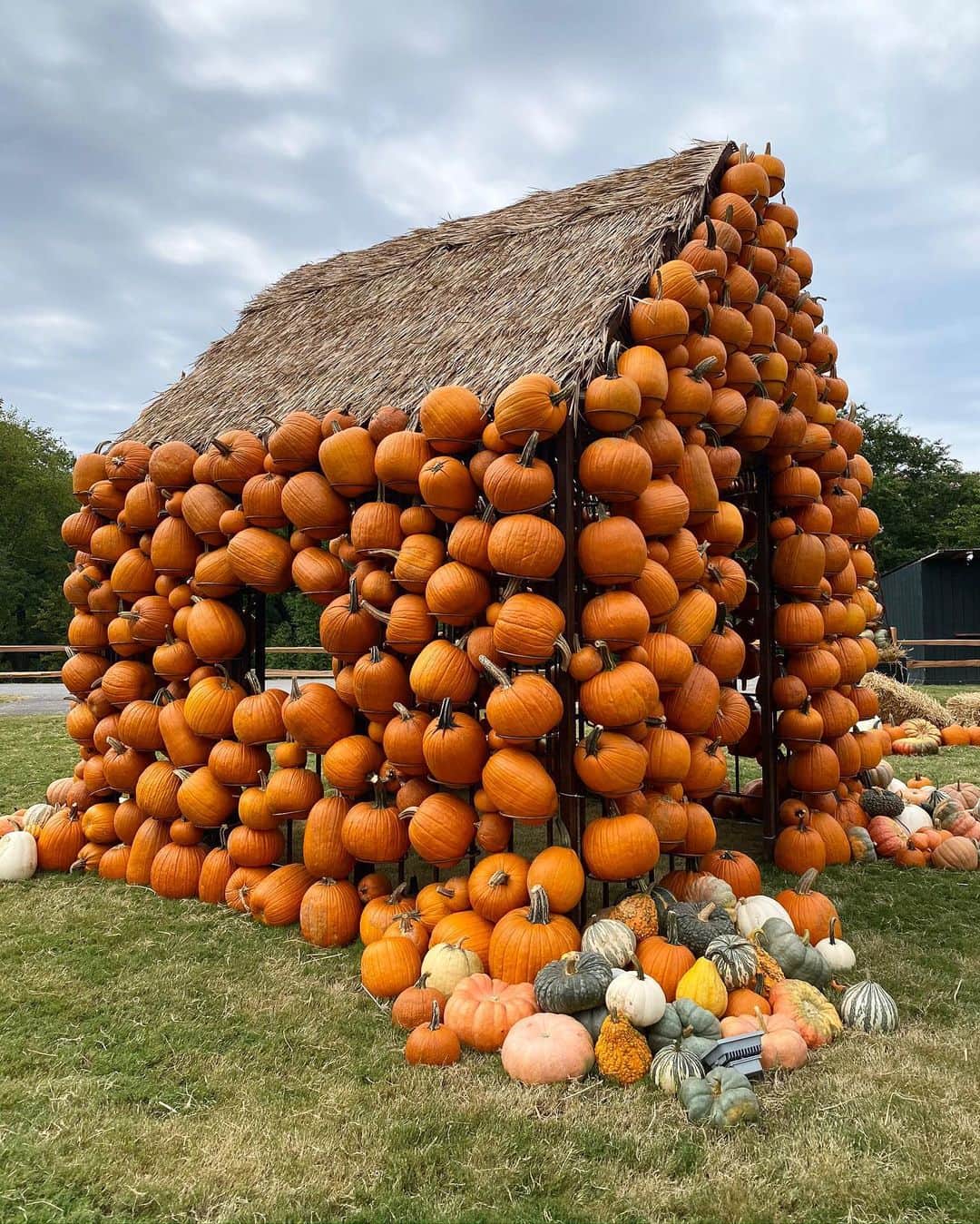のインスタグラム：「Moving in! 🎃 @cheekwoodbotanicalgarden」