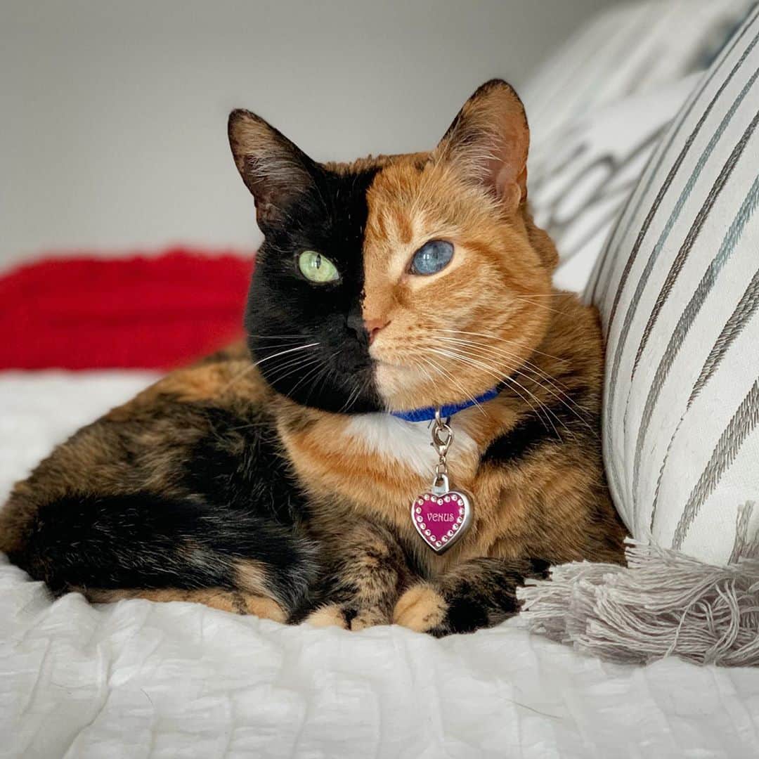Venus Cat のインスタグラム