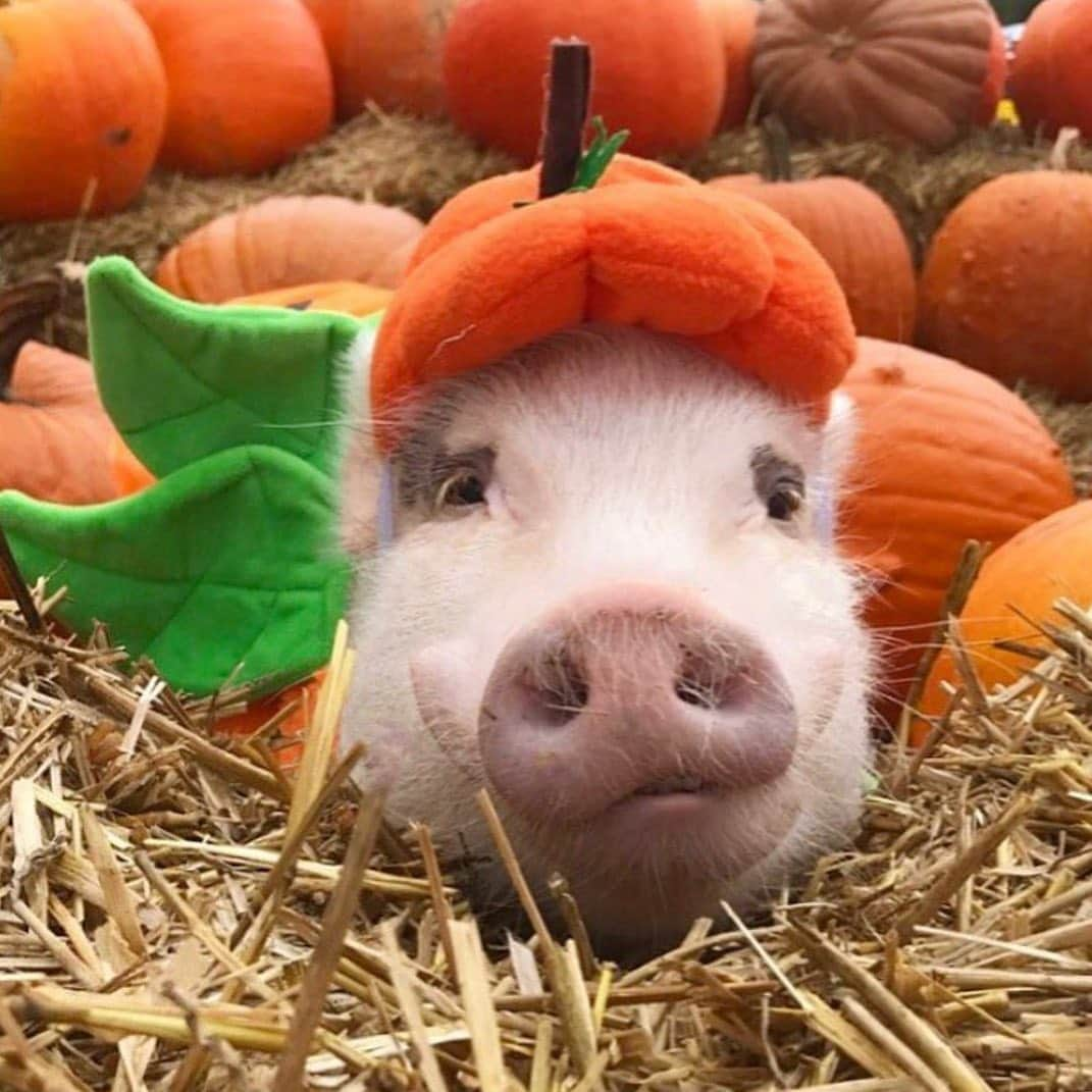 Priscilla and Poppletonさんのインスタグラム写真 - (Priscilla and PoppletonInstagram)「Pop...You are the Pumpkin to my Spice! Happy Snout Sunday everyone!🐷🎃#pumpkinpatch #pumpkinpop #cutestpumpkininthepatch #PrissyandPop」10月26日 1時32分 - prissy_pig