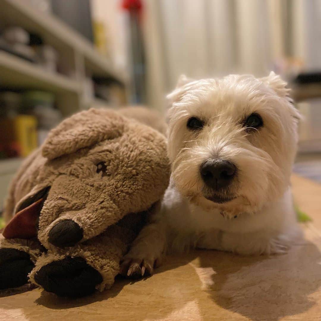 Hoykong&Plamuekのインスタグラム：「Good night #hkpm #plamuek_westies #hoykong」