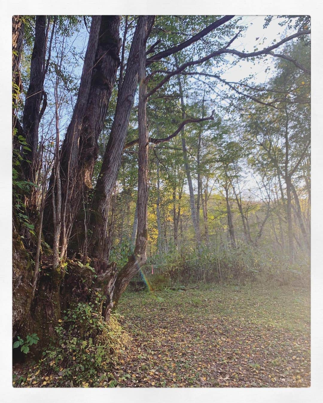 東李苑さんのインスタグラム写真 - (東李苑Instagram)「素敵な写真がいっぱい撮れたので パワーのお裾分け🍀 . 少し前のことですが 旭川、小旅行へ行ってきました☺︎  今回は、まじょりさん (@majholi )に 教えてもらった場所を元に パワースポット巡りの旅🌞  樹齢900年の巨木 #森の神様 へ会いに行ったり  #神居古潭 で景色を堪能しながらお散歩したり  #旭岳 へ登って色付きはじめた紅葉をみてまわったり、、  素敵な方々との出会いもたくさんありました♡  もちろん 美味しいものもいっぱい食べて 🍽  たくさん笑い、心身ともに癒され 良き時間を過ごすことができました🌳💫  道内旅行なんて なかなか行く機会がなかったけど 良いタイミングでした( ˊᵕˋ )  これからもっと色んなところへ 行けるといいなあ 🐾」10月26日 1時46分 - az_rion