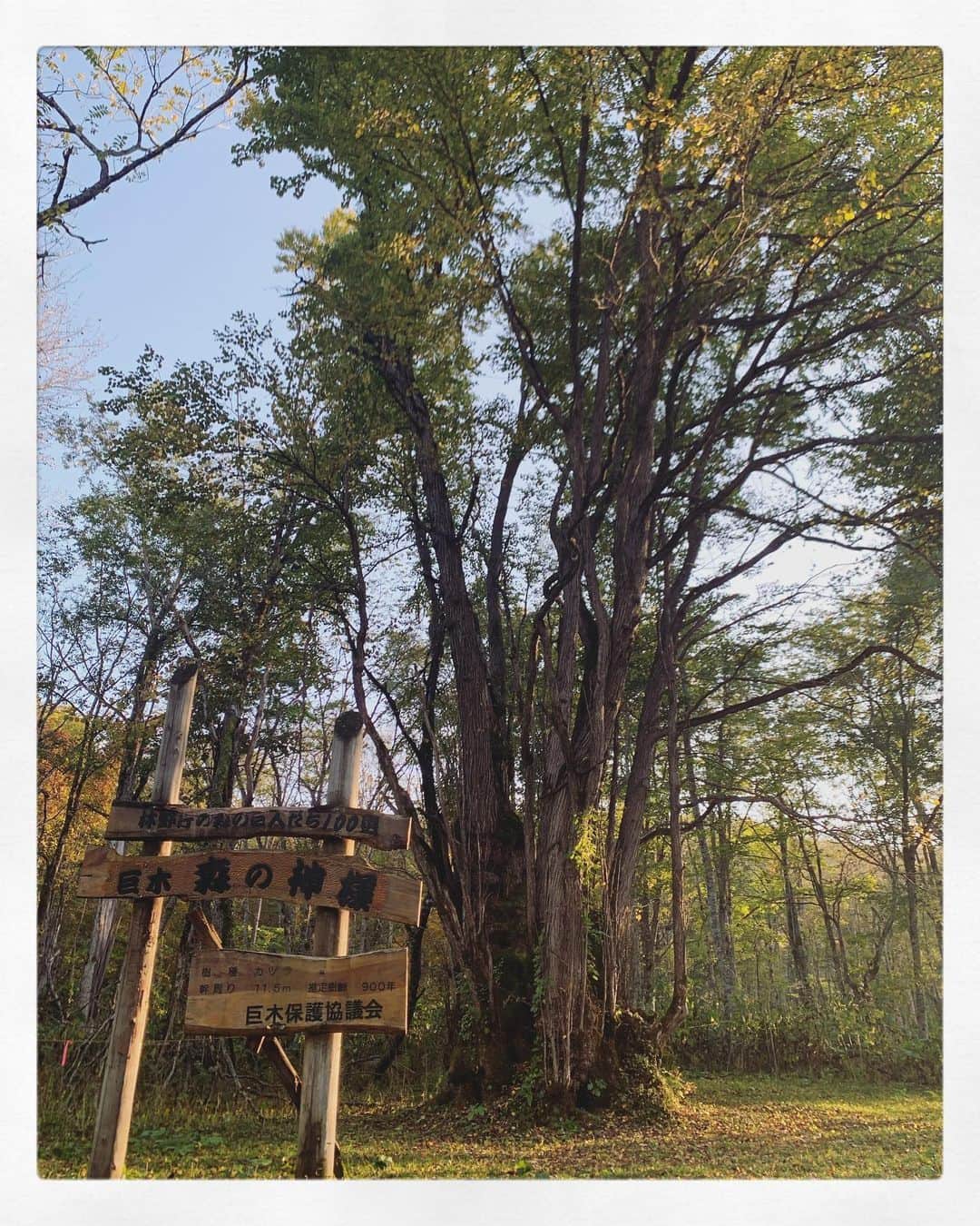 東李苑さんのインスタグラム写真 - (東李苑Instagram)「素敵な写真がいっぱい撮れたので パワーのお裾分け🍀 . 少し前のことですが 旭川、小旅行へ行ってきました☺︎  今回は、まじょりさん (@majholi )に 教えてもらった場所を元に パワースポット巡りの旅🌞  樹齢900年の巨木 #森の神様 へ会いに行ったり  #神居古潭 で景色を堪能しながらお散歩したり  #旭岳 へ登って色付きはじめた紅葉をみてまわったり、、  素敵な方々との出会いもたくさんありました♡  もちろん 美味しいものもいっぱい食べて 🍽  たくさん笑い、心身ともに癒され 良き時間を過ごすことができました🌳💫  道内旅行なんて なかなか行く機会がなかったけど 良いタイミングでした( ˊᵕˋ )  これからもっと色んなところへ 行けるといいなあ 🐾」10月26日 1時46分 - az_rion