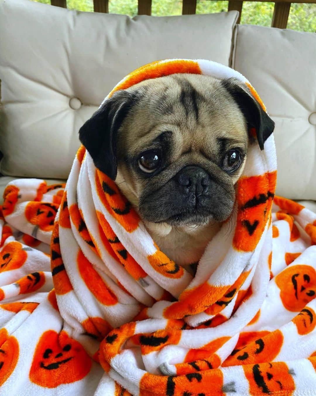 itsdougthepugさんのインスタグラム写真 - (itsdougthepugInstagram)「“Can we watch spooky movies all day? 🥺” -Doug」10月26日 2時17分 - itsdougthepug