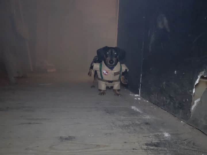 Crusoe the Celebrity Dachshundのインスタグラム：「“Now’s a great time to go watch one of my all time personal favs, the GHOSTWIENERBUSTERS - link in my profile!” ~ Crusoe」