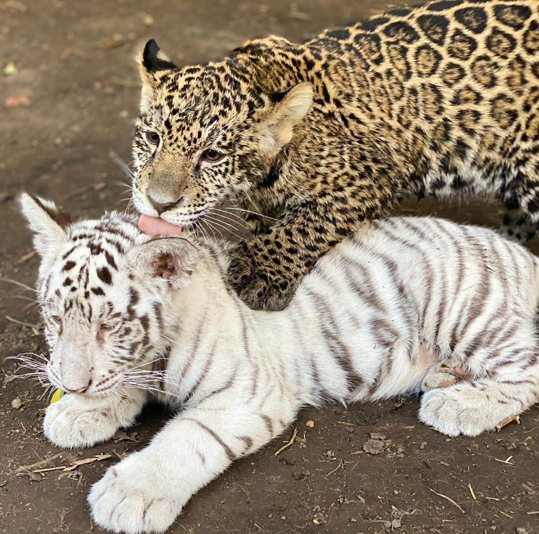 Black Jaguar-White Tiger さんのインスタグラム写真 - (Black Jaguar-White Tiger Instagram)「Little Italia is understanding The Jaguar Craziness :) #BabyItaliaBJWT #PapiJuanchoBJWT #PapiJuancho @maluma」10月26日 2時33分 - blackjaguarwhitetiger