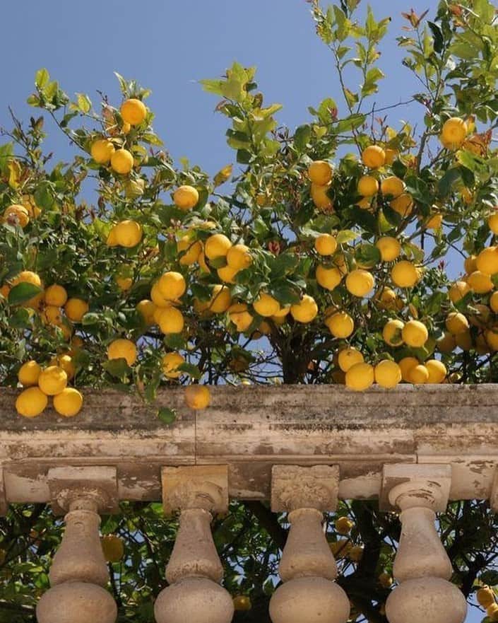 ダニジョーのインスタグラム：「Create your own sunshine ☀️ and turn 🍋 lemons into lemonade 🍹」