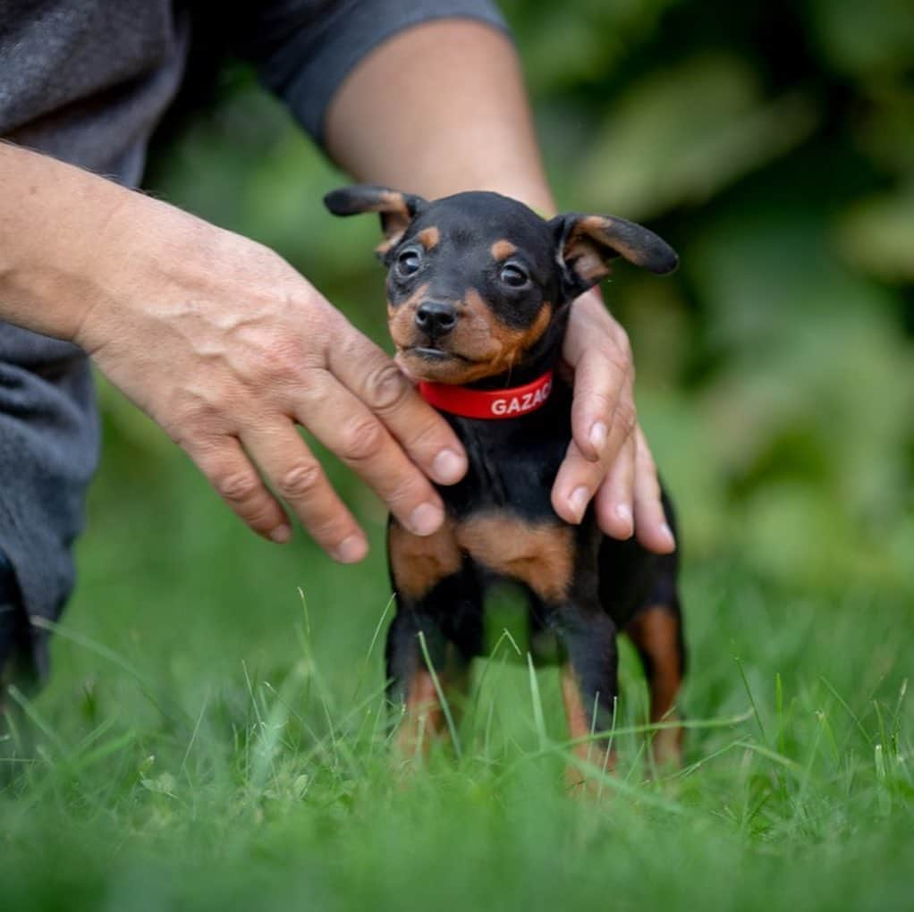 Puppy For Sale.さんのインスタグラム写真 - (Puppy For Sale.Instagram)「У нас подрастают замечательные щенки цвергпинчера. Мальчики и девочки черно подпалого окраса. На данный момент щенки полностью купированные  ⠀  В новый дом малыши будут готовы переехать в начале октября  ⠀ Больше информации и фото в Директ или Вотсапп ⠀ ___ ⠀ Следите за нашими обновлениями и подписывайтесь👇 @artsimpatiya ⠀ Больше информации, фото и видео: Директ, на личном сайте питомника Арт Симпатия: www.artsimpatiya.ru ⠀ #zwergpinscher #zwergpinscherlove #zwergpinschersofinstagram #zwergpin #zwergpinscherlove😍 #zwergpincherartsimpatiya #zwergpinscherpuppy #puppyzwergschnauzer #карликовыйпинер #миниатюрныйпинчер #минипинчер #минипинчер🐕🐾 #щенокцверга #щенокцвергпинчера #цвергпинчеры #цвергпинчерщенки #пинчер #цвергпинчер #цвергпинчерщенок」10月26日 2時57分 - artsimpatiya