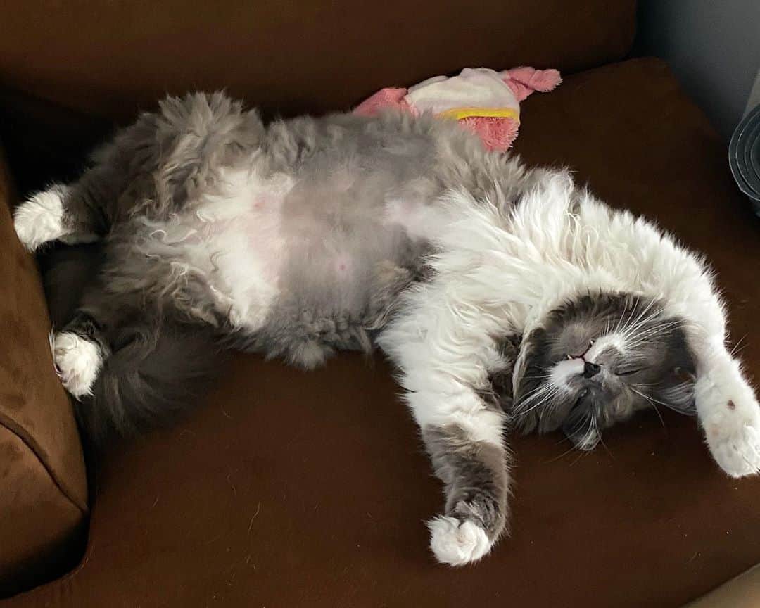 ハミルトンザ・ヒップスターキャットのインスタグラム：「Ham is the GOAT of napping... #mustachecat #elitenapper」