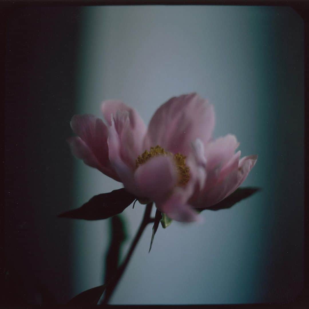 アリス・ガオのインスタグラム：「blush #fp100c」