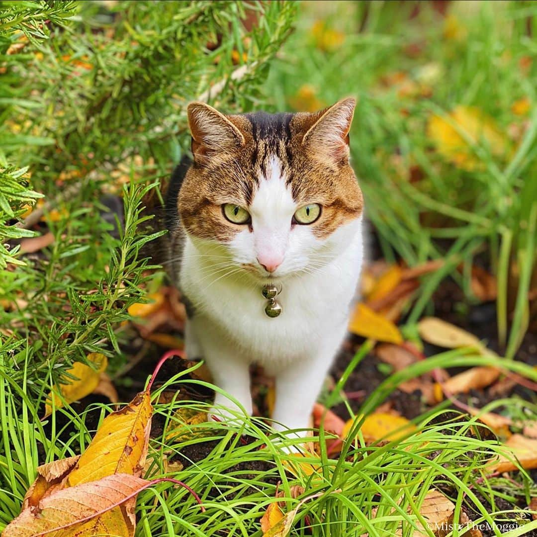 Misty The Moggieのインスタグラム：「Autumn pawtrols   #humpday 🐪 #animal #animaladdicts #pet #petstagram #photooftheday #meow #neko #weeklyfluff #topcatphoto #YourDailyPets #instacat #instagood #INSTACAT_MEOWS #excellent_cats #excellent_kittens #kittensofinstagram #Fun_Pet_love_Club #chat #cutecats #catstagram #cat_features #catsofinstagram #猫 #ねこ #cutepetclub #isolation」