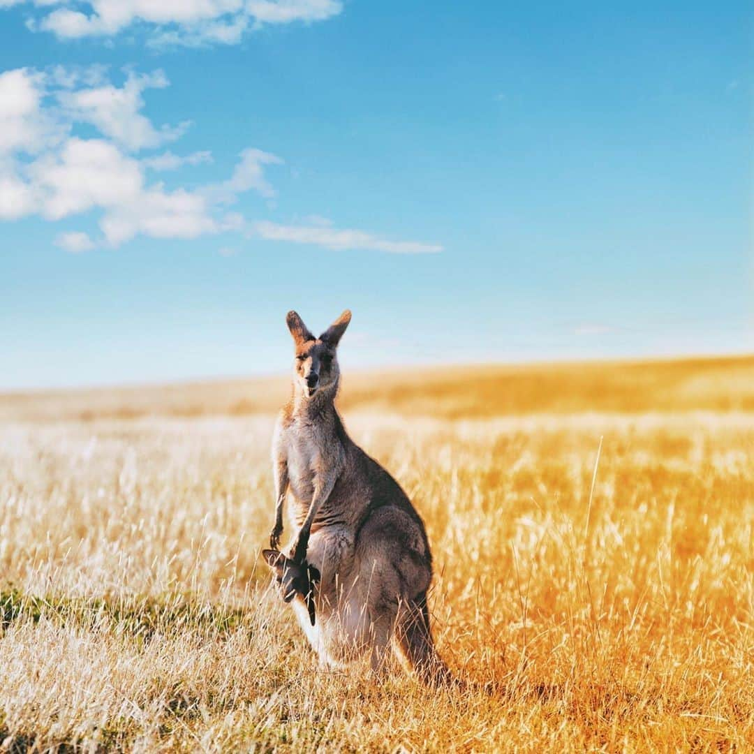 Australiaさんのインスタグラム写真 - (AustraliaInstagram)「C’mon mate, the wineries are this way, hop to it! 🦘 @suewhit came across these friendly #kangaroos while exploring the @huntervalley, a beautiful and bountiful wine region in @visitnsw. You most definitely won’t leave this part of the country feeling hungry, or thirsty for that matter! There are over 150 wineries to pick from, gourmet cooking classes, acclaimed restaurants and plenty of artisan producers, like @bistromolines, @huntervalleysmellycheese and @muserestaurant_ that make for a very tasty destination indeed. #huntervalley #lovensw #newsouthwales #holidayherethisyear」10月26日 4時00分 - australia