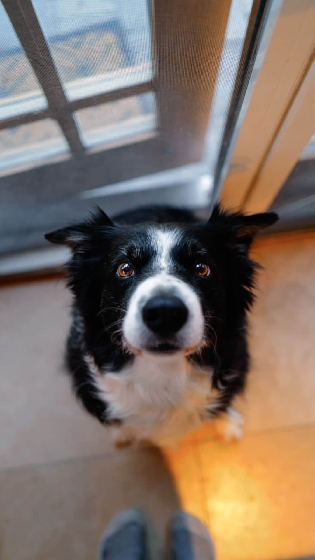Andrew Knappのインスタグラム：「I’ll capture these eyes every chance I get. 😌 He was feeling pretty good this weekend, notably good when he smelled the salmon on my plate.  Jams by @cody_francis_music」