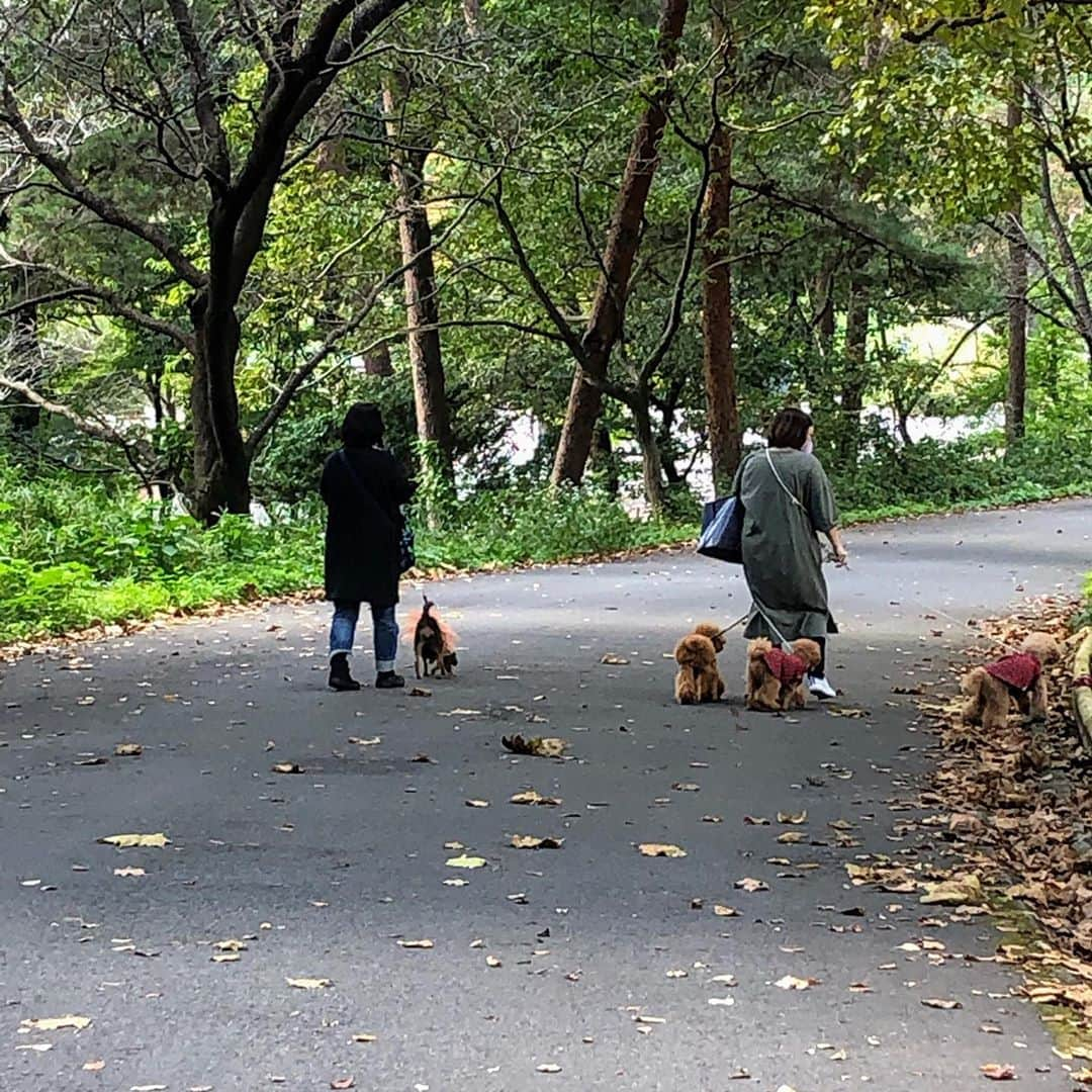 中野佑美さんのインスタグラム写真 - (中野佑美Instagram)「. . ココなっつお出かけ🍂 . #国営武蔵丘陵森林公園　@shinrinkoen  . コリウスを堪能した後は　ﾃｸﾃｸ♪ﾙﾝﾙﾝ🎶　 次の目的地へ… しかーし、広すぎる😅💦 地図読めなーい😂 同じ所を行ったり来たり😫 . と、、言う事で入口に戻ろう！　 と決めて歩きはじめたら　あらぁ〜 誰も居ない🙌 素敵じゃん♪ 快昊晴ママのベンチ映える🎶  3️⃣4️⃣5️⃣快昊晴ママの素敵写真 ココなっつ可愛エェェ💕 . 結局　目的地　ケイトウには、辿り着けずに入口カボチャ🎃でおやつを食べて、公園を後にし、次の目的地へ🚗💨  .赤そばの広場の奥にケイトウがあるようです♪ . . .  #ココなっつ  #ココなっつおでかけ  #といぷーどる  #ぽめらにあん  #わんことお出かけ  #わんこ部  #きょうのわんこ  #いぬすたぐらむ  #イヌトミィ  #ぽめらにあん大好き  #国営武蔵丘陵森林公園  #ハロウィン」10月26日 14時53分 - yumi.coconutsu