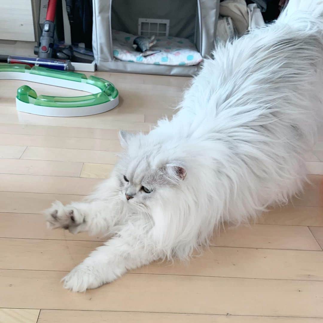 후추네큰언니のインスタグラム：「왜이렇게 꼬질꼬질이야 후추야? ㅋㅋ   #후추  #고양이  #냥스타그램 #캣스타그램  #Hoochu #Hoochuthecat #cat #cats #catstagram #catsofinstagram #topcatphoto #bestmeow #ilovecat #cute #fluffy #petstagram #instacats」