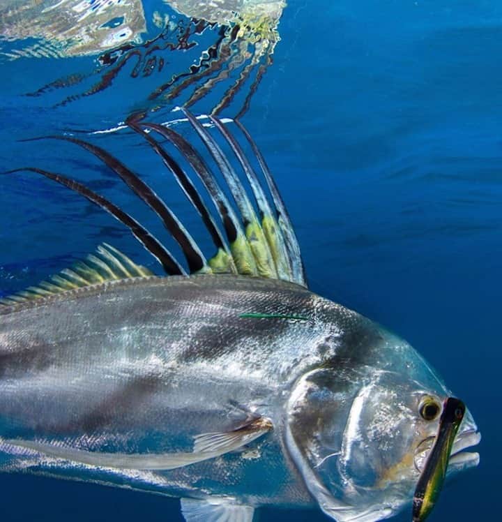 Costa Sunglassesのインスタグラム：「Ruling the roost. 📷: @sport_fish_gallery #SeeWhatsOutThere #BornOnTheWater」
