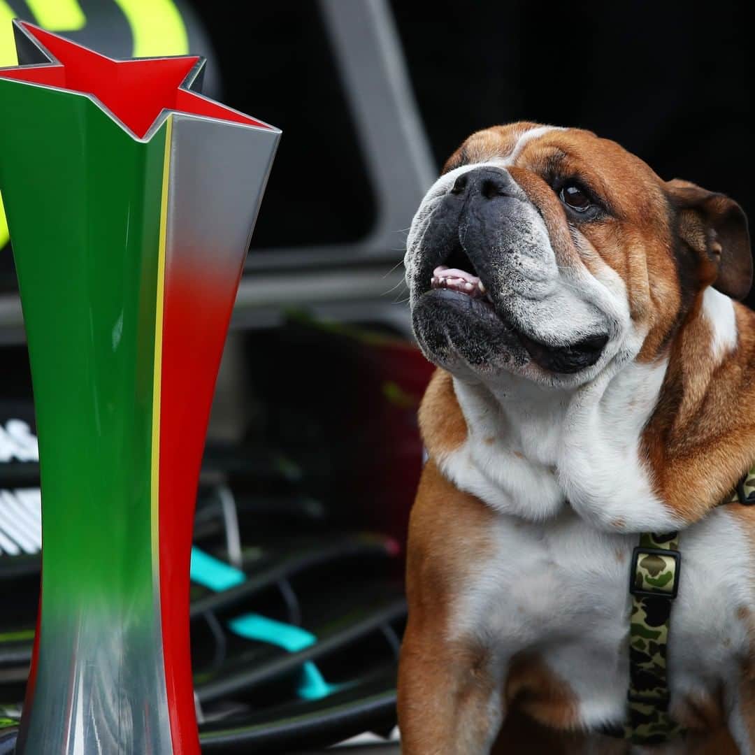 F1さんのインスタグラム写真 - (F1Instagram)「Top dogs 🐶  @lewishamilton's best buddy Roscoe was on the scene to enjoy his record-breaking win on Sunday in Pawtimao 🐾  #F1 #Formula1 #PortugueseGP #DogsOfInstagram」10月26日 6時46分 - f1