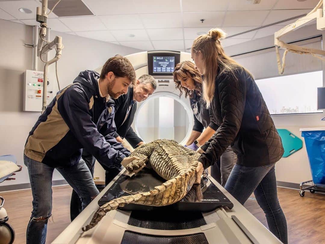 thephotosocietyさんのインスタグラム写真 - (thephotosocietyInstagram)「Photo by @paoloverzone / For two decades, a menagerie of frozen animal carcasses has passed through the CT scanners of Ohio's O'Bleness Hospital, including this Siamese crocodile. Larry Witmer, an anatomist at nearby Ohio University, uses the resulting scans to reconstruct the internal anatomy hidden within the skulls of rare or extinct species, like this croc, and dinosaurs.  Follow me @paoloverzone for more photos and stories.」10月26日 7時01分 - thephotosociety