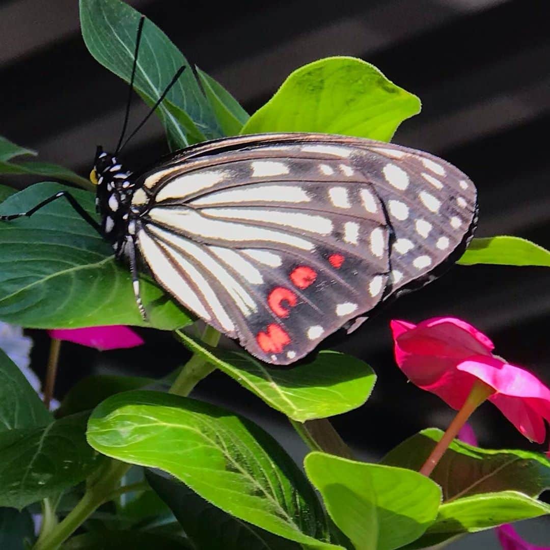 前野えまさんのインスタグラム写真 - (前野えまInstagram)「綺麗な蝶々を発見🦋 ・ ・ #蝶々 #🦋 #アカボシゴマダラ #自然 #今朝の一枚 #朝の風景   #butterfly #nature #naturephotography #todaysphoto #morningtime  #followme #tagsforlikes #tflers #tagsforlikesapp #photography #daily_phot_jpn #japan_daytime_view」10月26日 7時16分 - maeno_ema