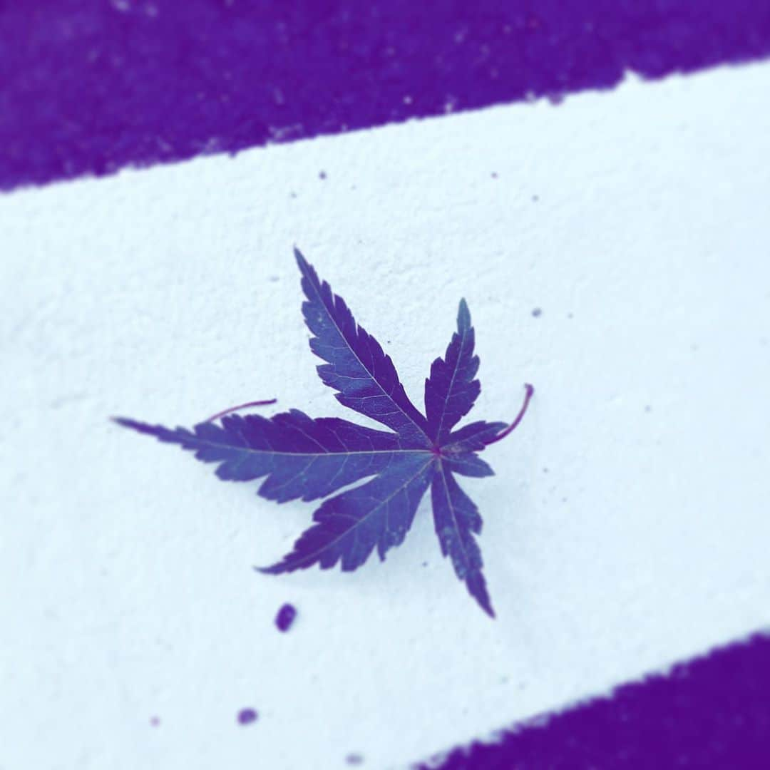 中野敬久さんのインスタグラム写真 - (中野敬久Instagram)「#fallenleaves #momiji #found #hope #street #season」10月26日 7時49分 - hirohisanakano