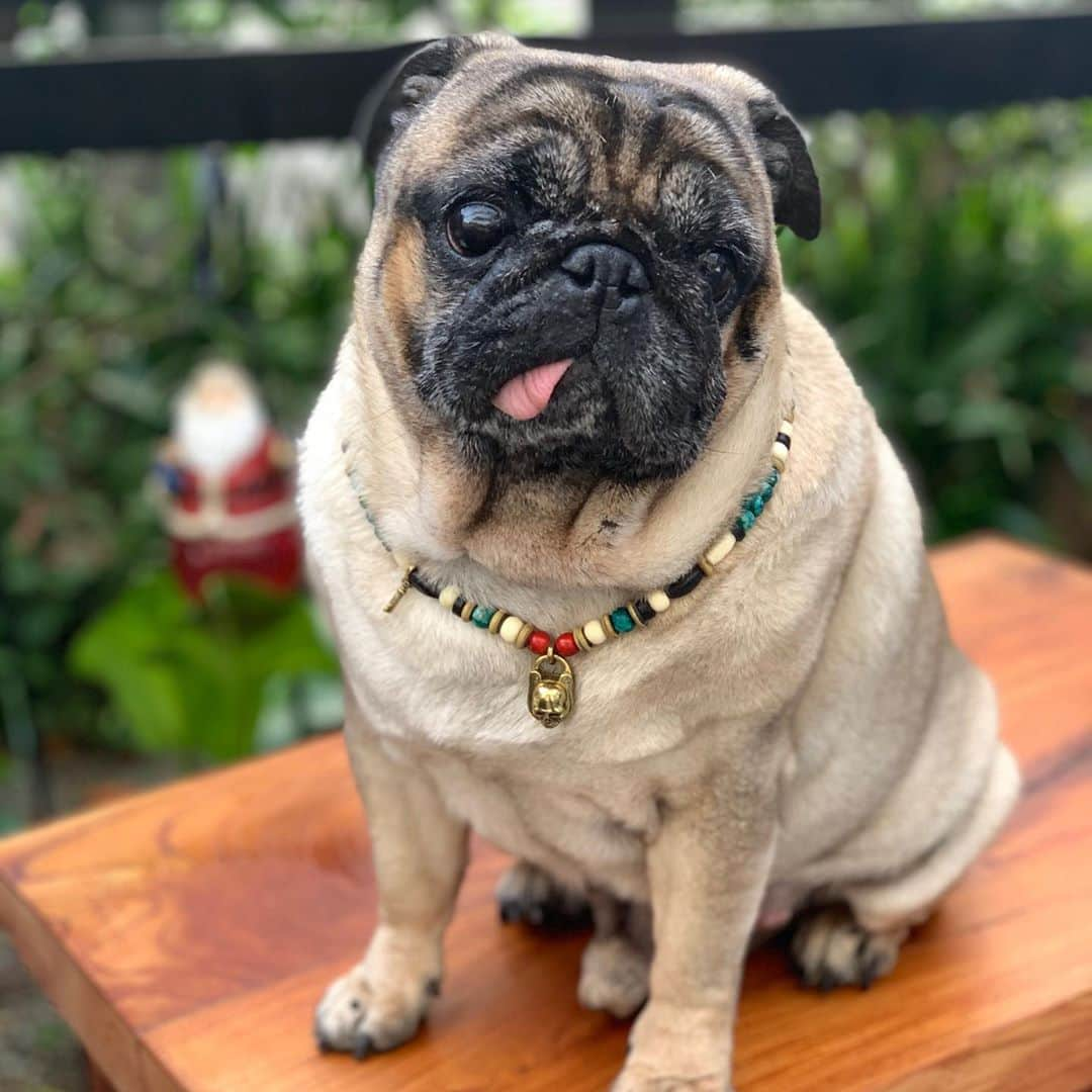 gontaさんのインスタグラム写真 - (gontaInstagram)「It's breakfast time.😊#keelysafternoontea #Gonta2#speakpug #smilingpugs #pugjapan #pug #love #pugsfinstagram #zerozeropug #pugshit #worldofpug」10月26日 7時53分 - gehhah