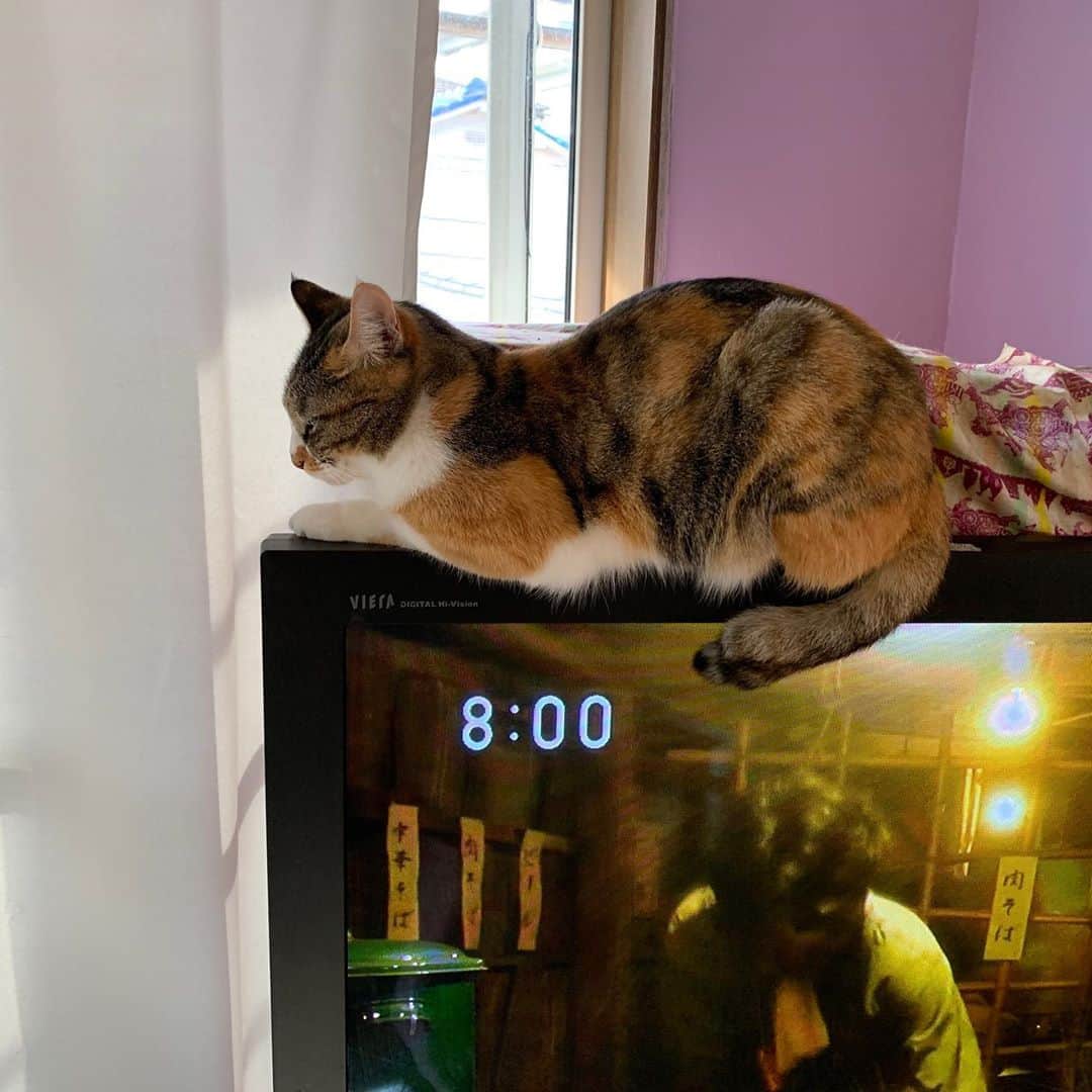 Kachimo Yoshimatsuさんのインスタグラム写真 - (Kachimo YoshimatsuInstagram)「テレビの上ニャウ！ ひじきがいたので、ここの所上に登れなかった。 #うちの猫ら #castella #猫 #エール #ねこ #cat #ネコ #catstagram #ネコ部 http://kachimo.exblog.jp」10月26日 8時03分 - kachimo